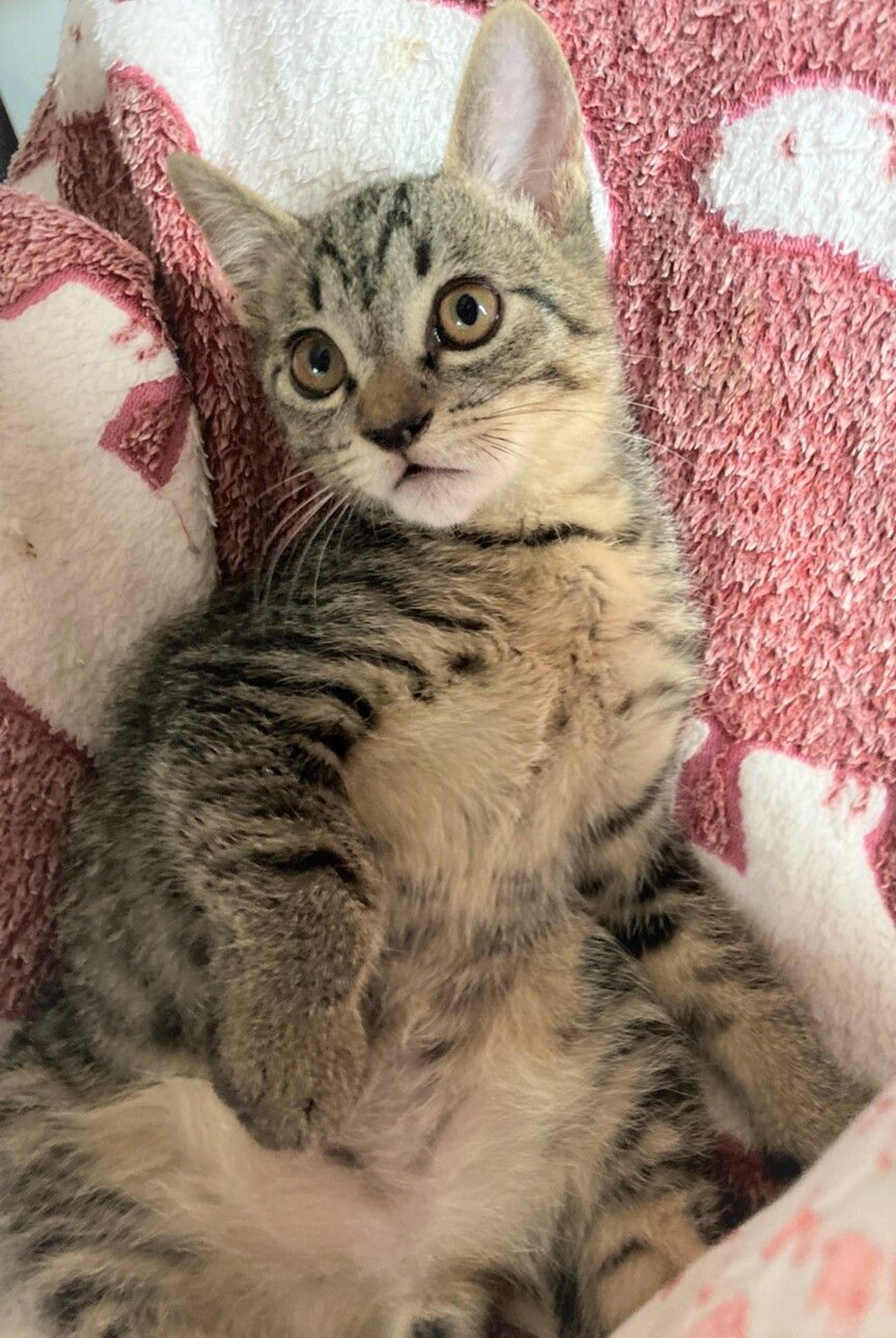 pet-image-5