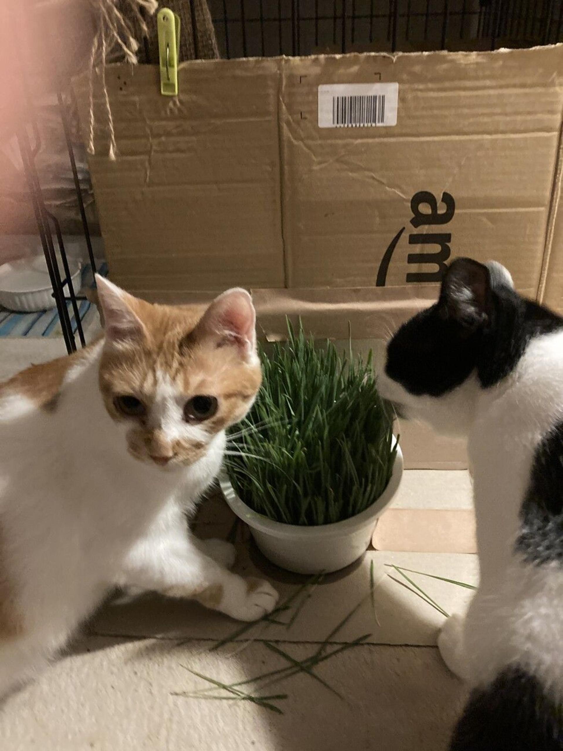 pet-image-3