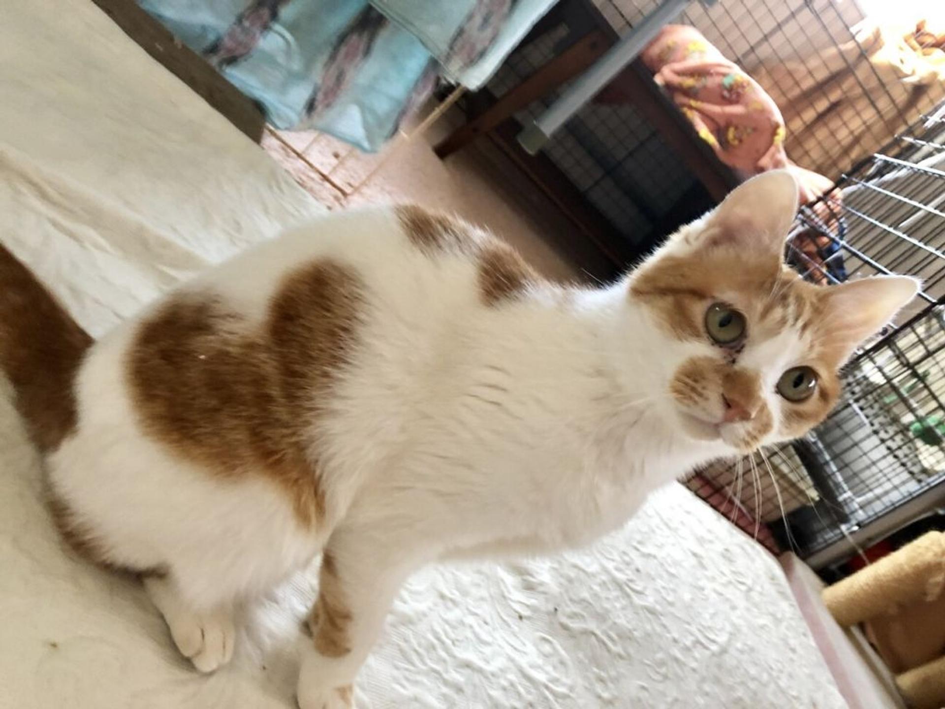 pet-image-5