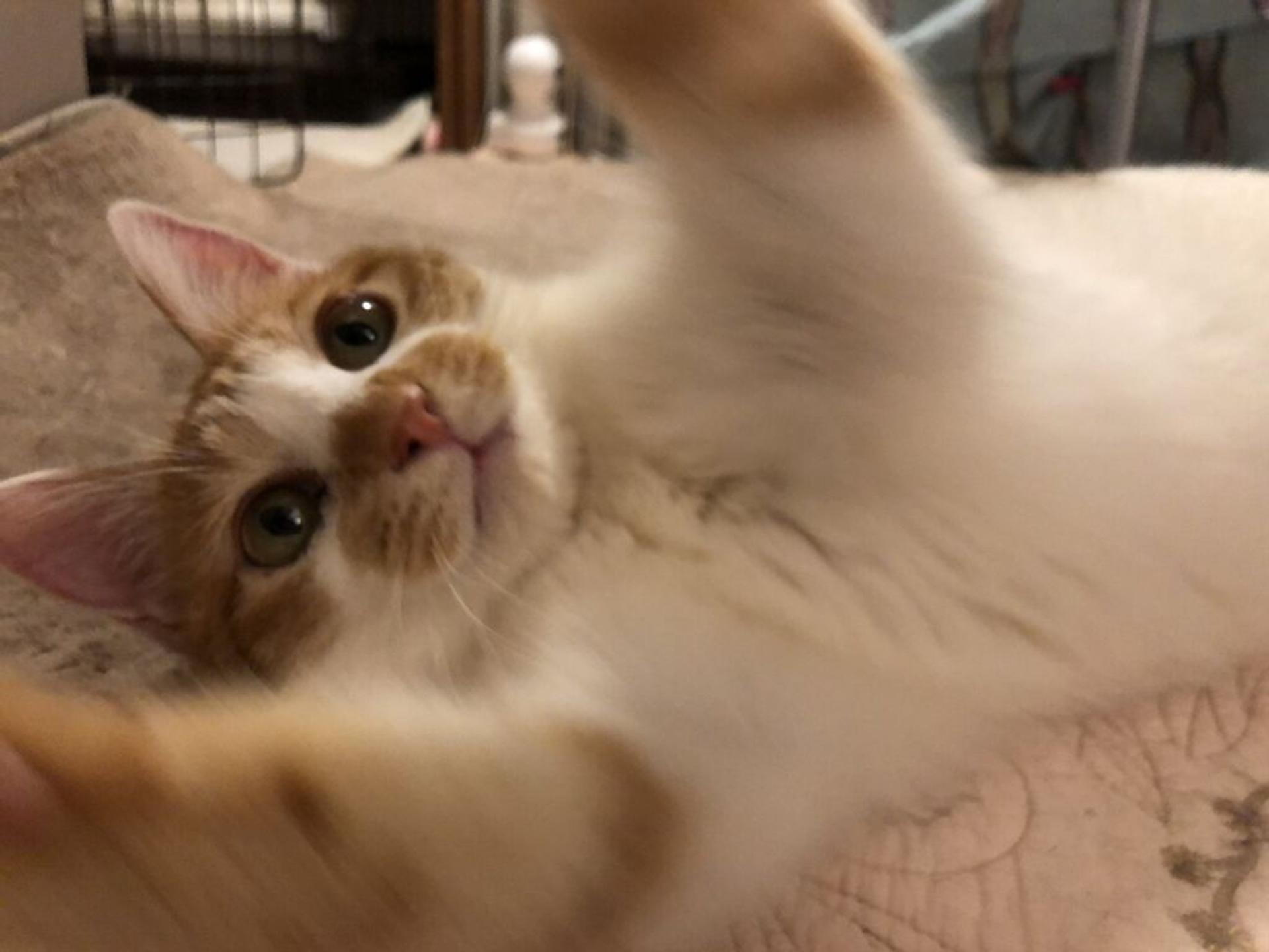 pet-image-6