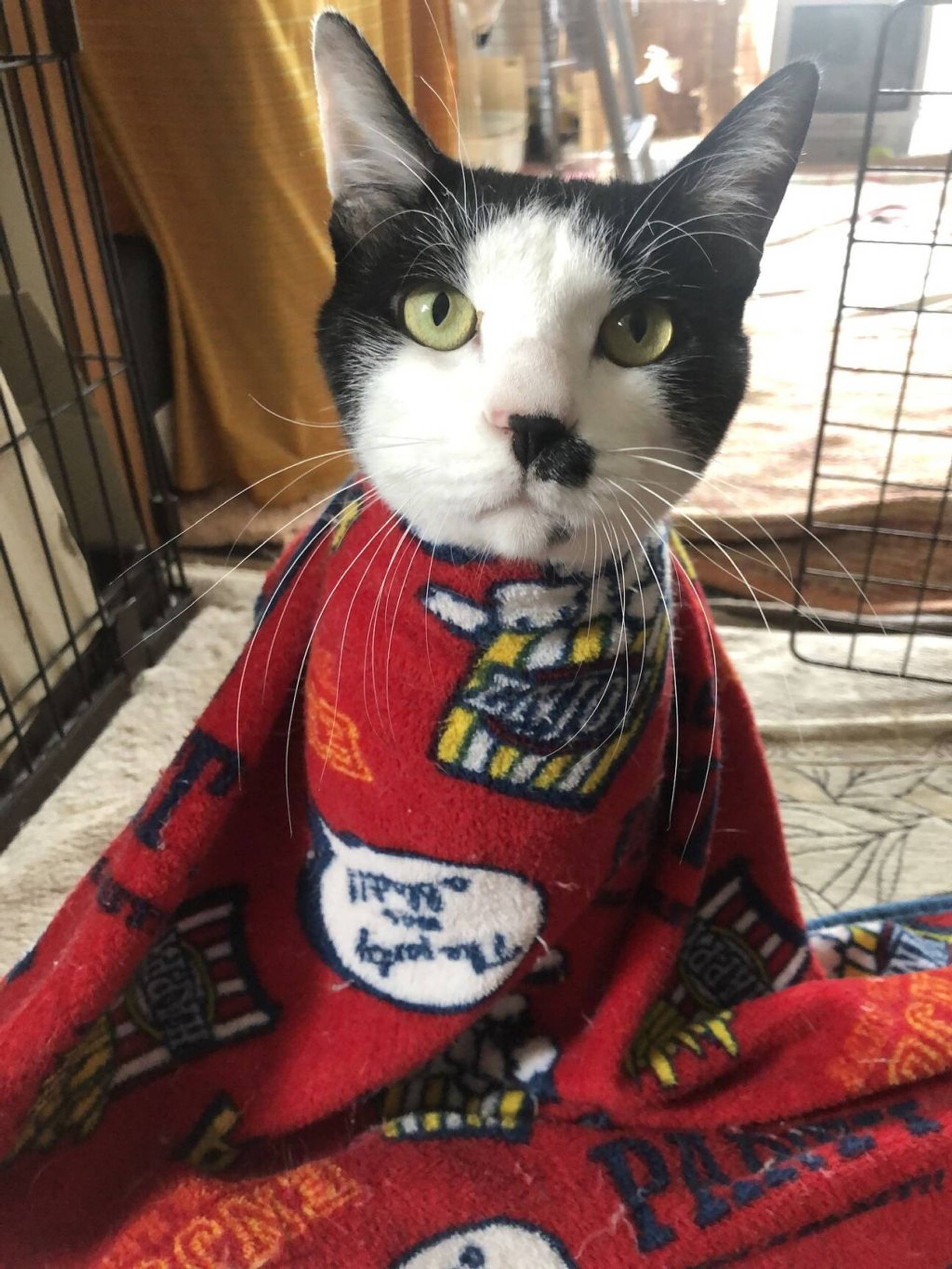 雑種（ミックス猫）・オスの里親募集の写真