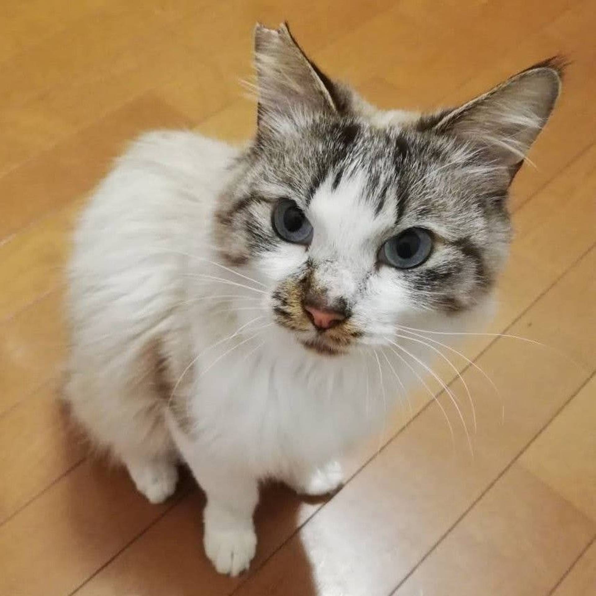 雑種（ミックス猫）・オスの里親募集の写真