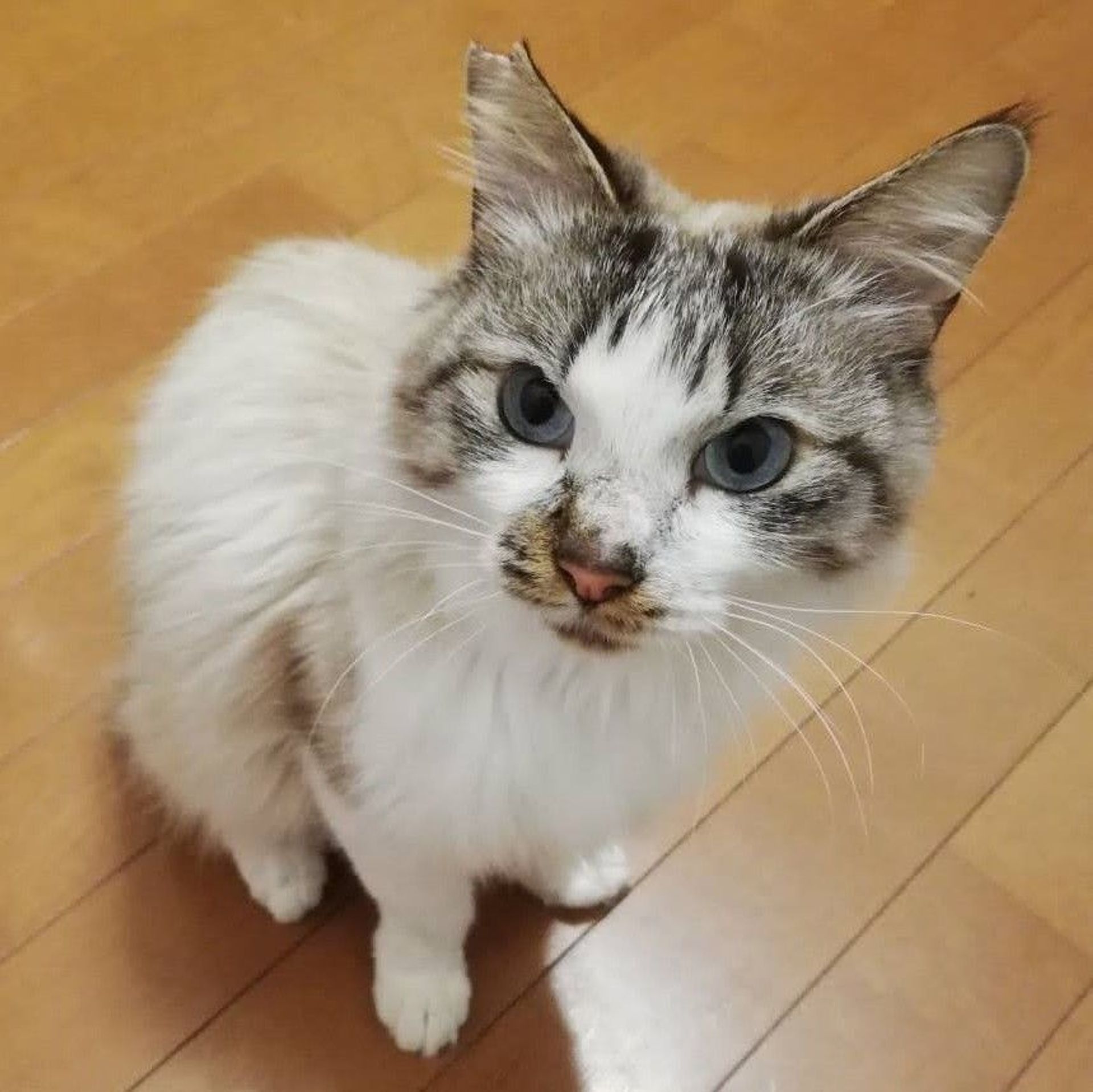 雑種（ミックス猫）・オスの里親募集の写真