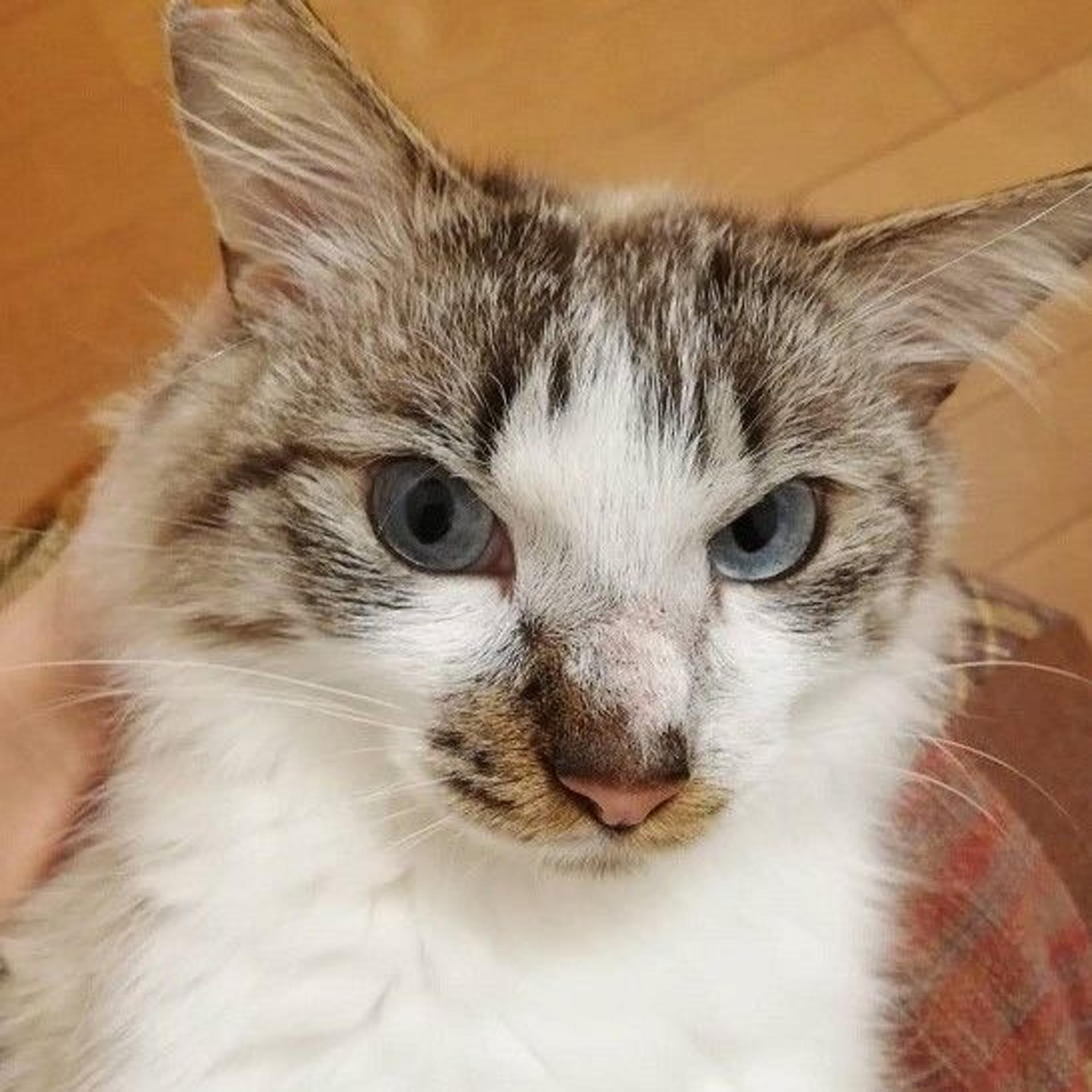 pet-image-3