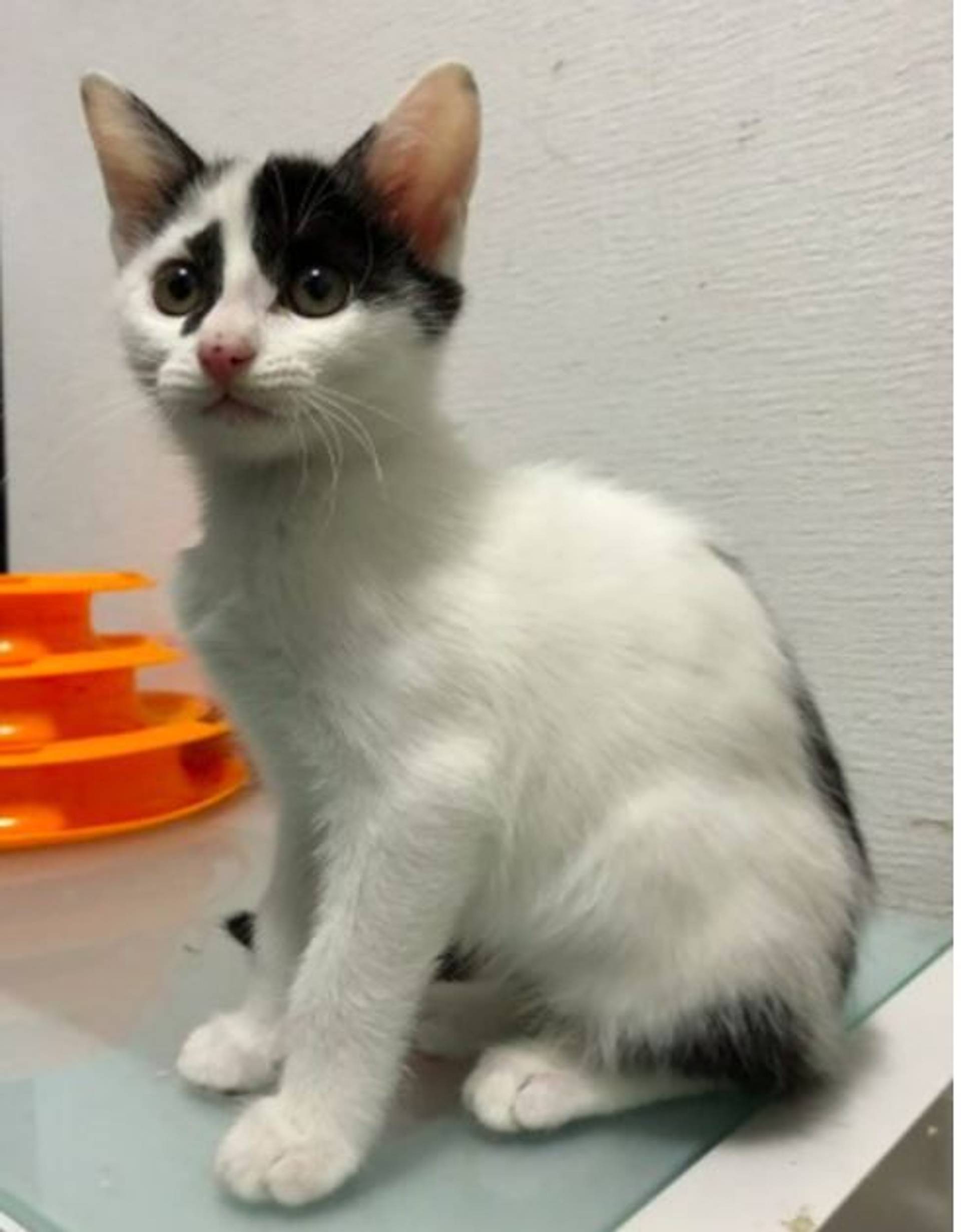 雑種（ミックス猫）・メスの里親募集の写真