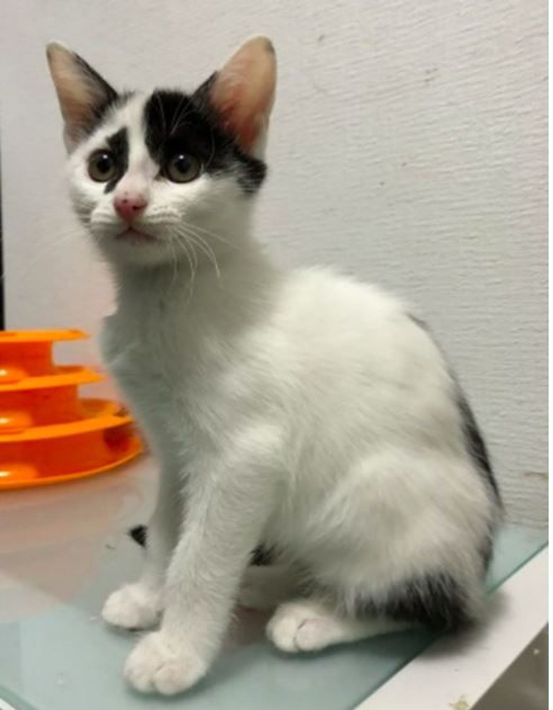雑種（ミックス猫）・メスの里親募集の写真