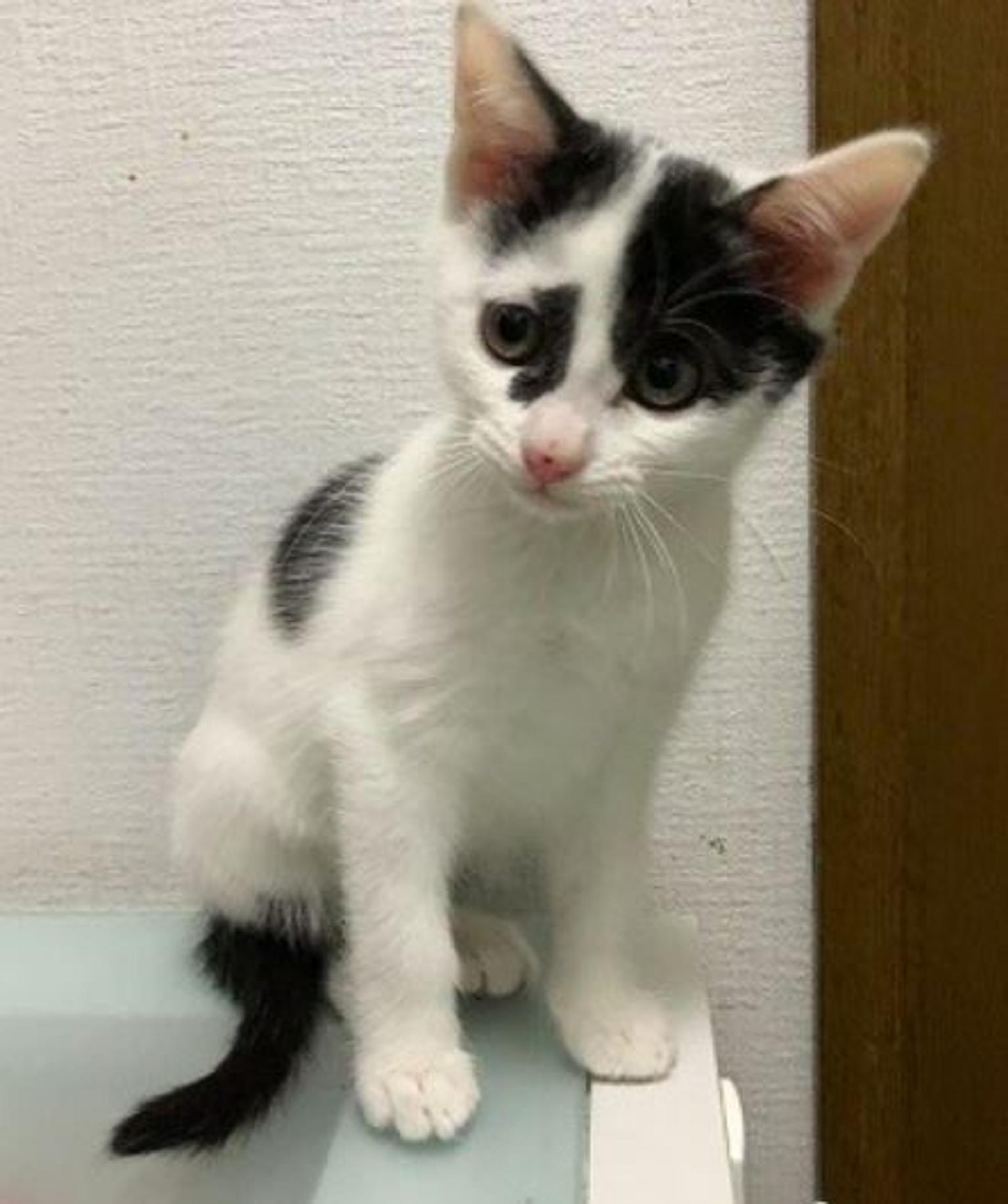 pet-image-2