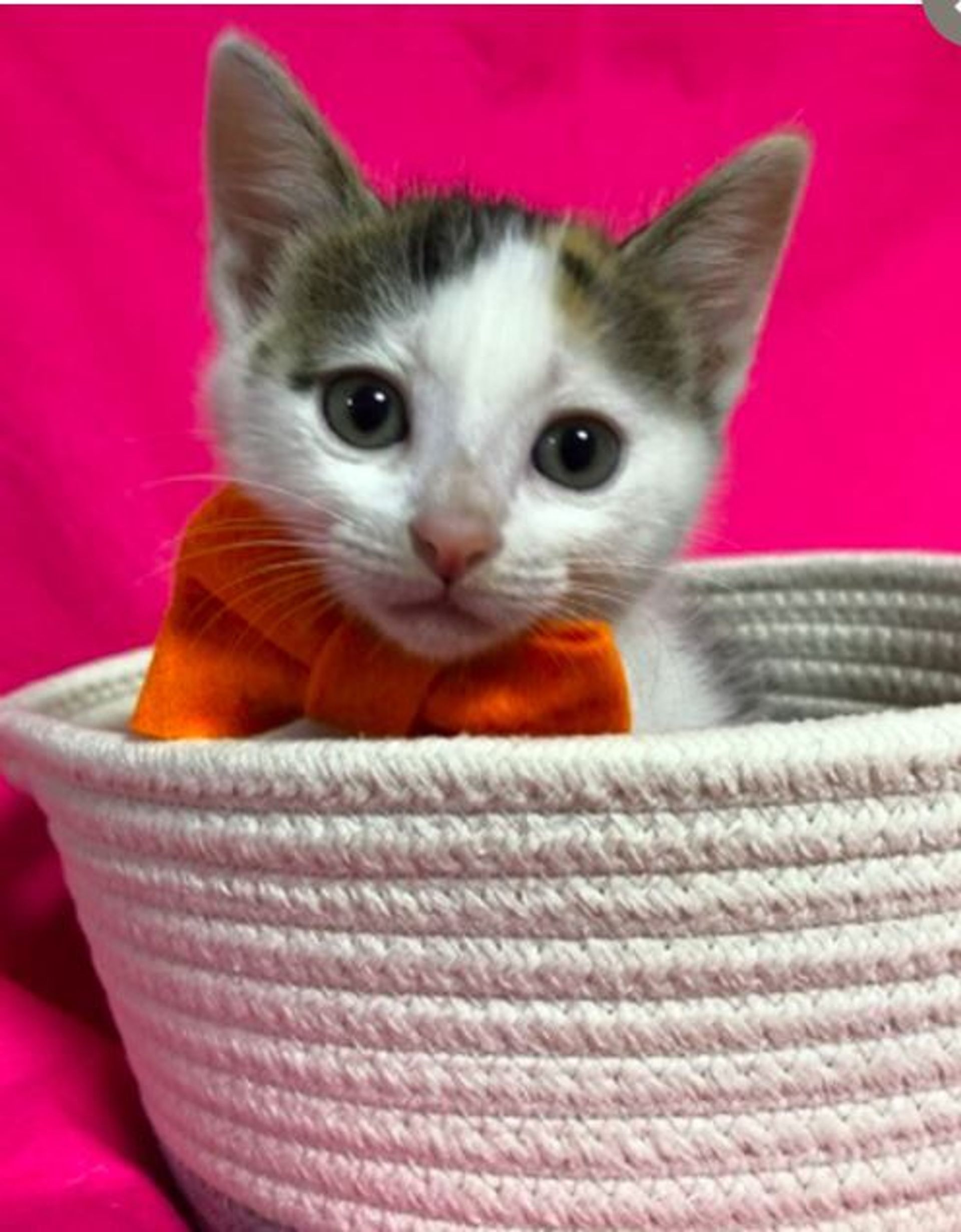 雑種（ミックス猫）・メスの里親募集の写真