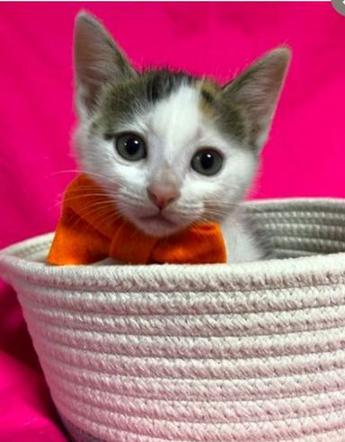 おかきちゃんの写真