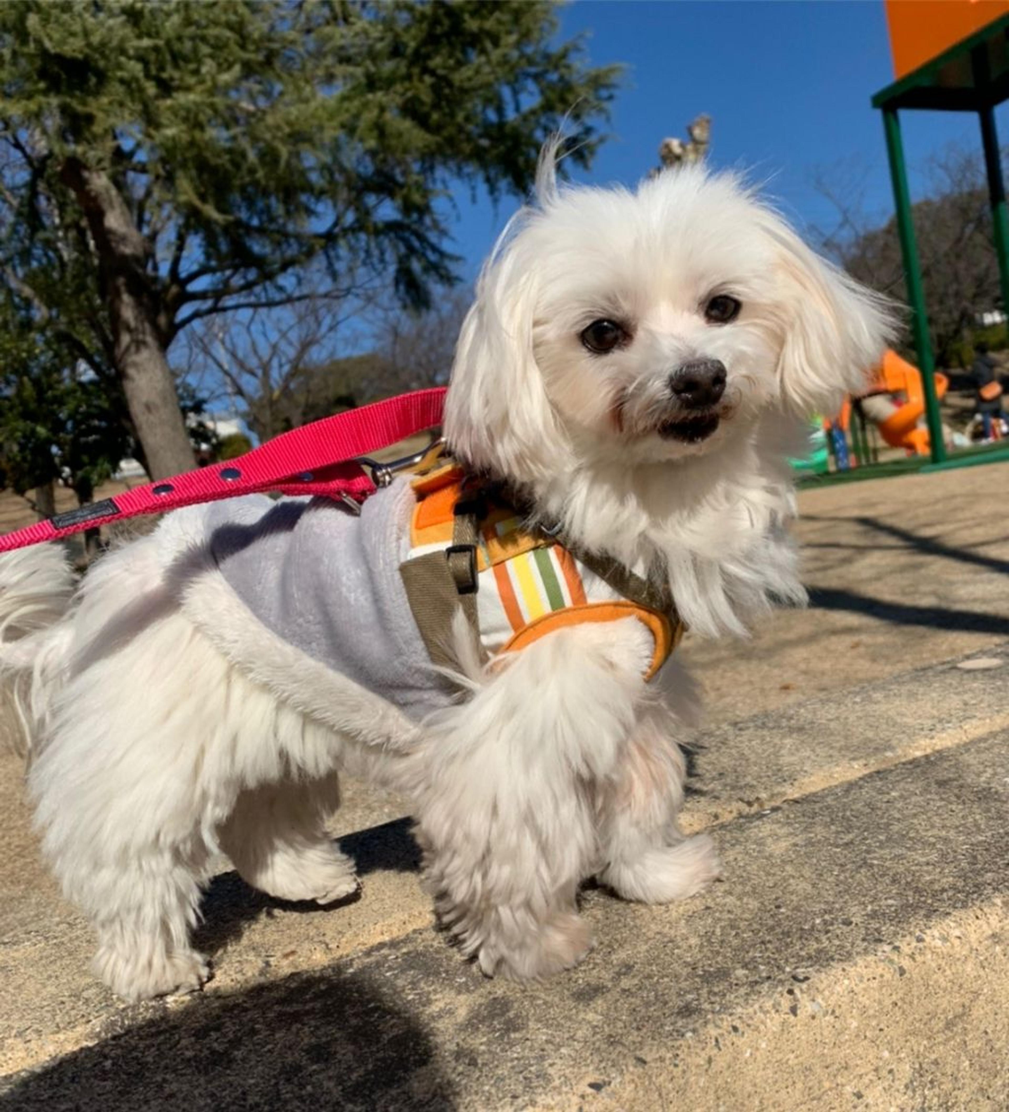 pet-image-2