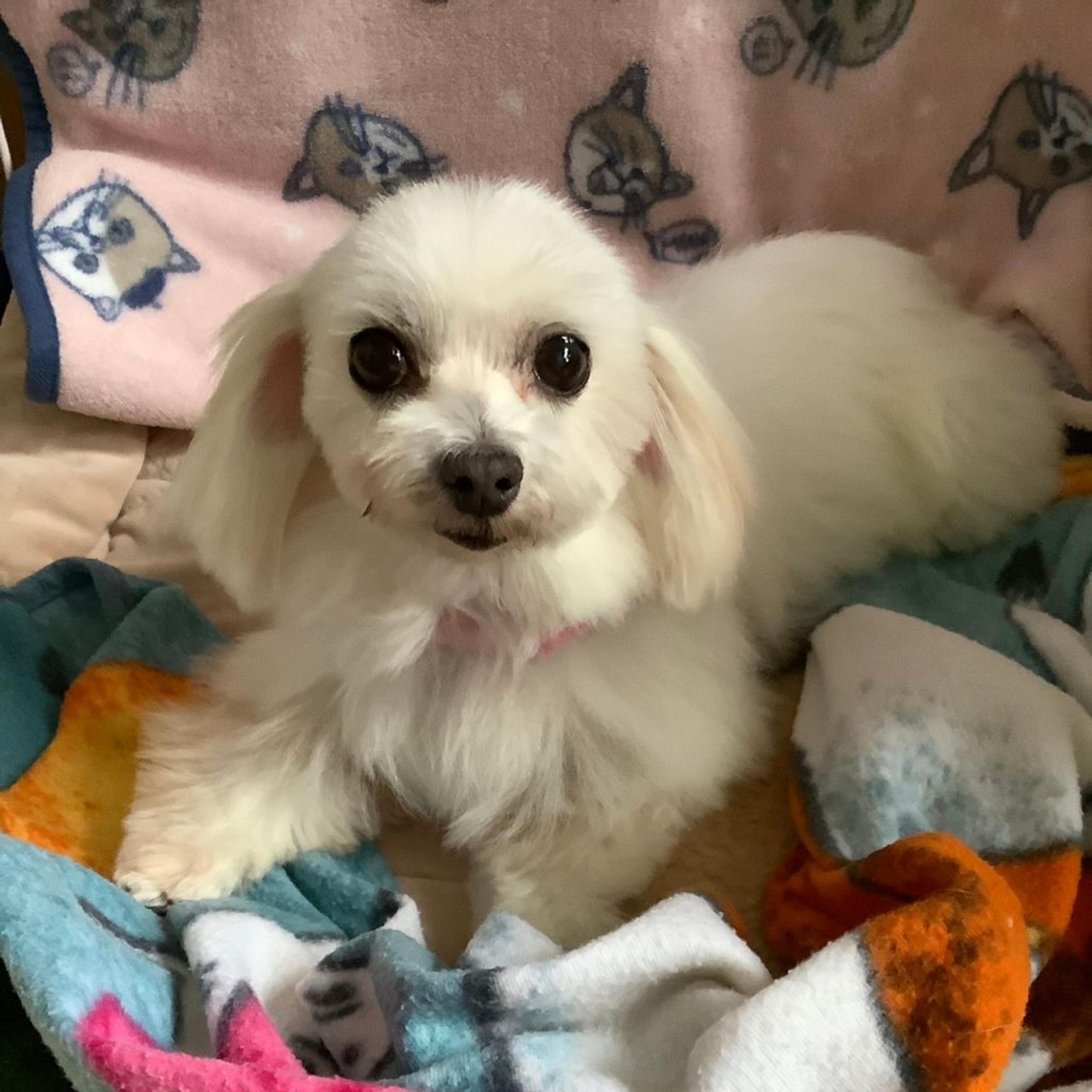 pet-image-3