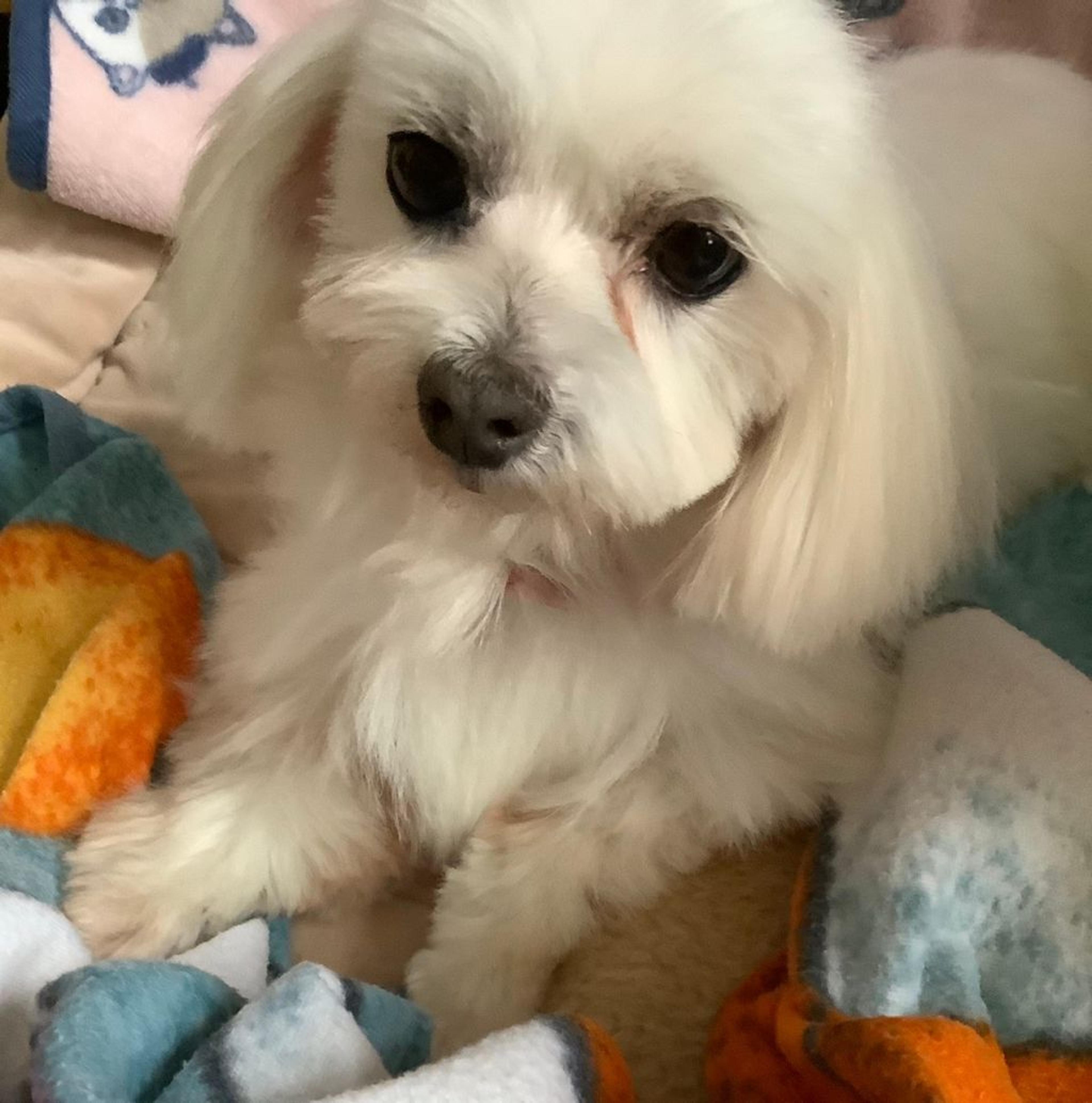 pet-image-4