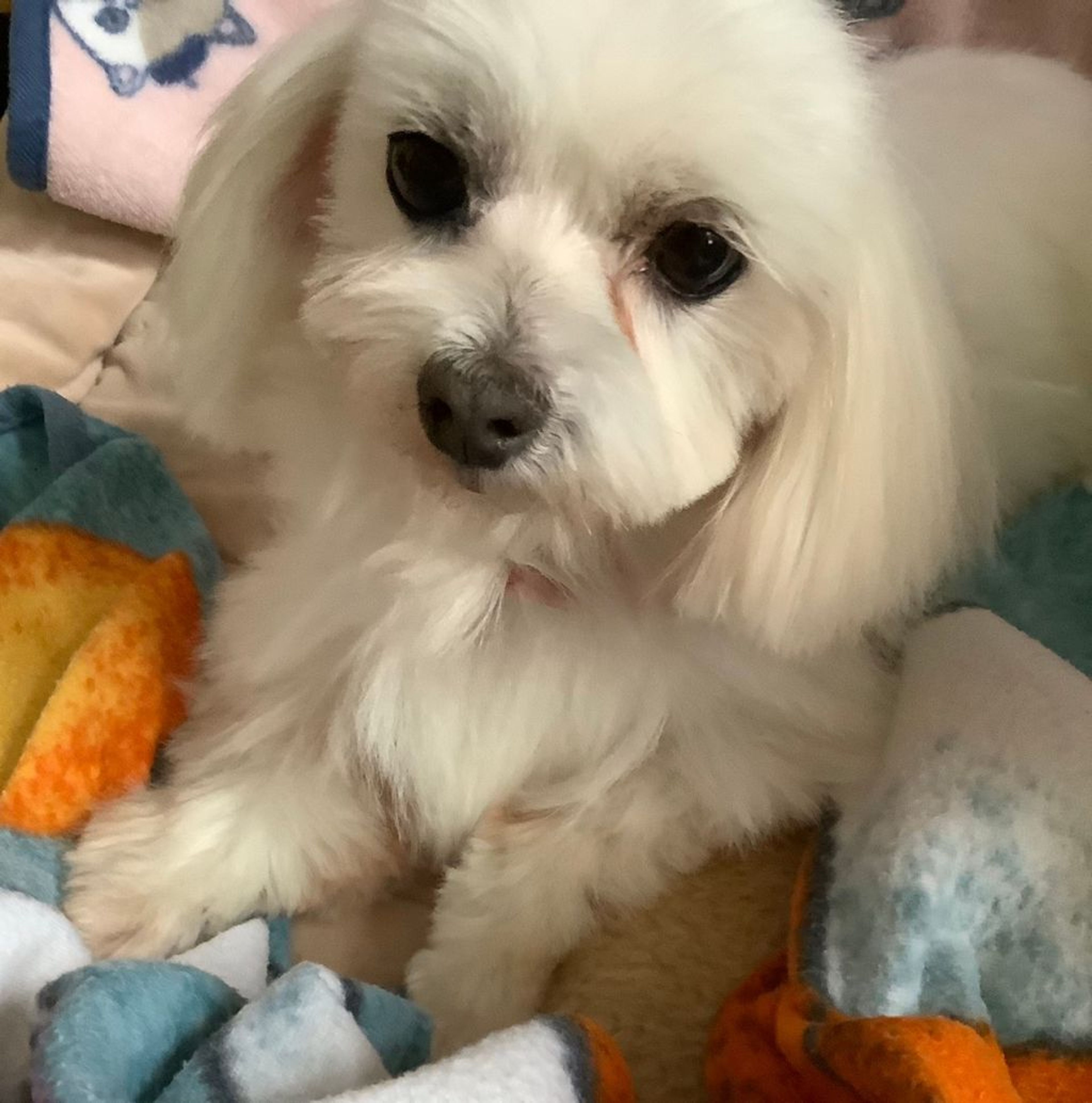 pet-image-4