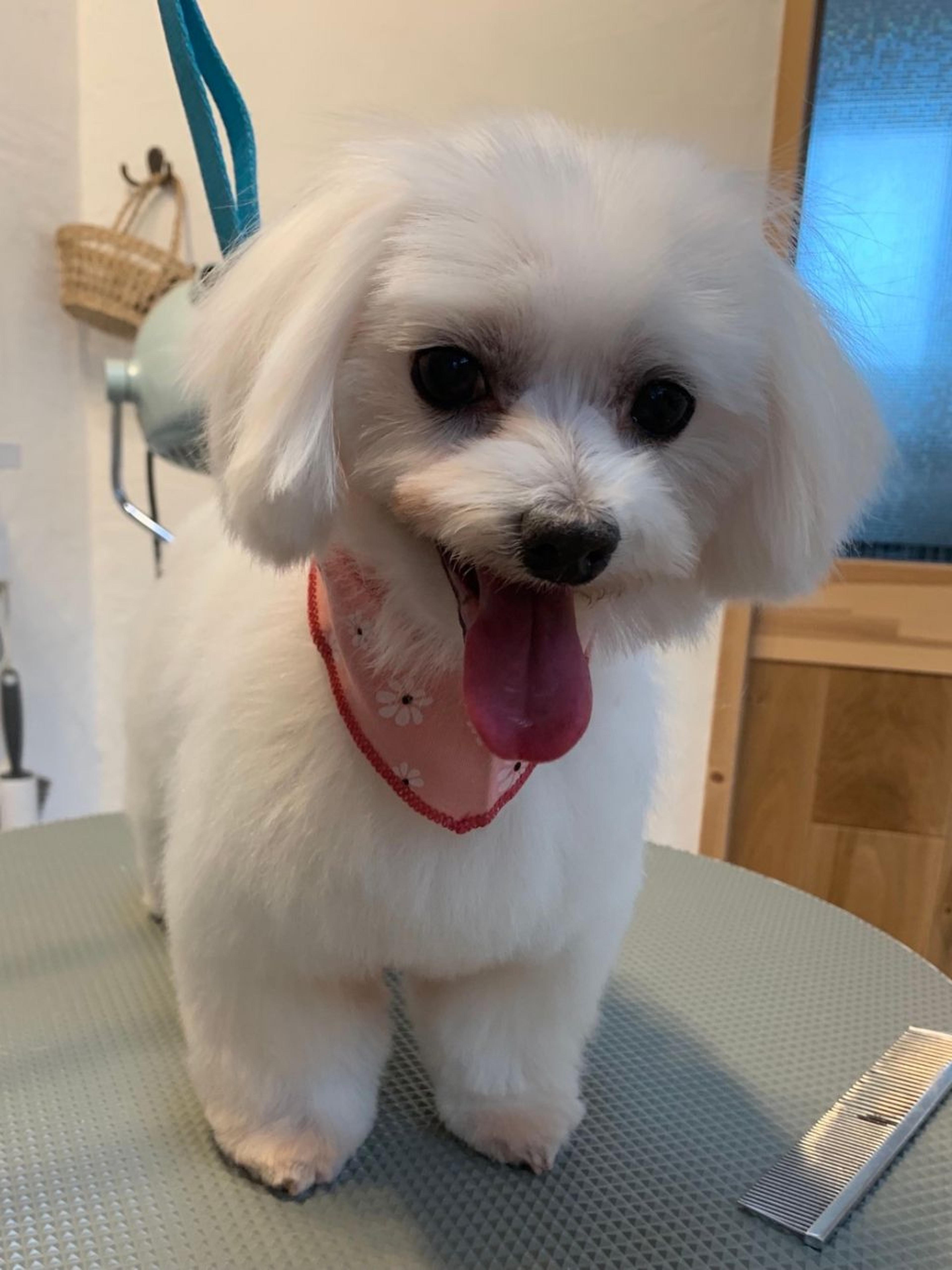 pet-image-5