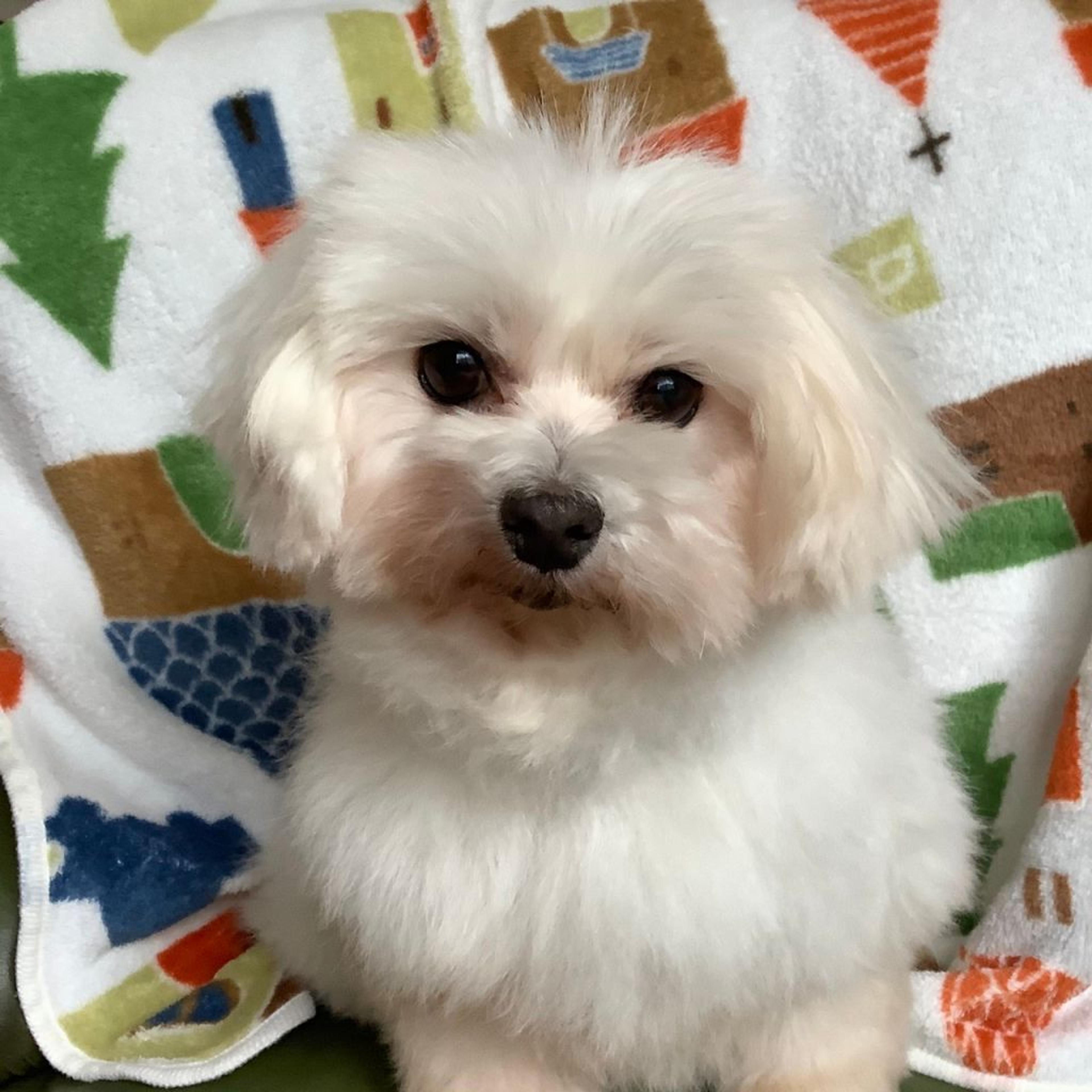 pet-image-7