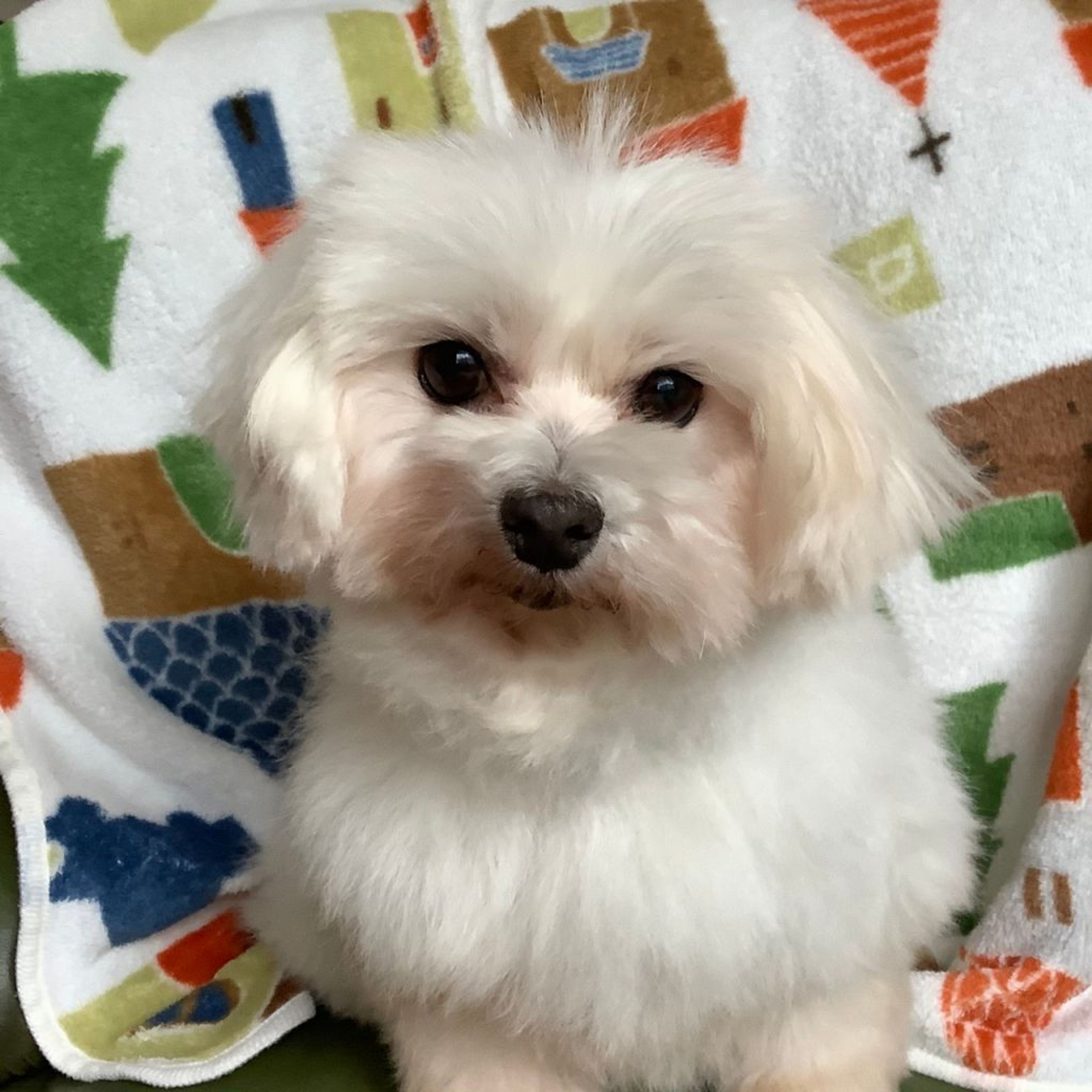 pet-image-7