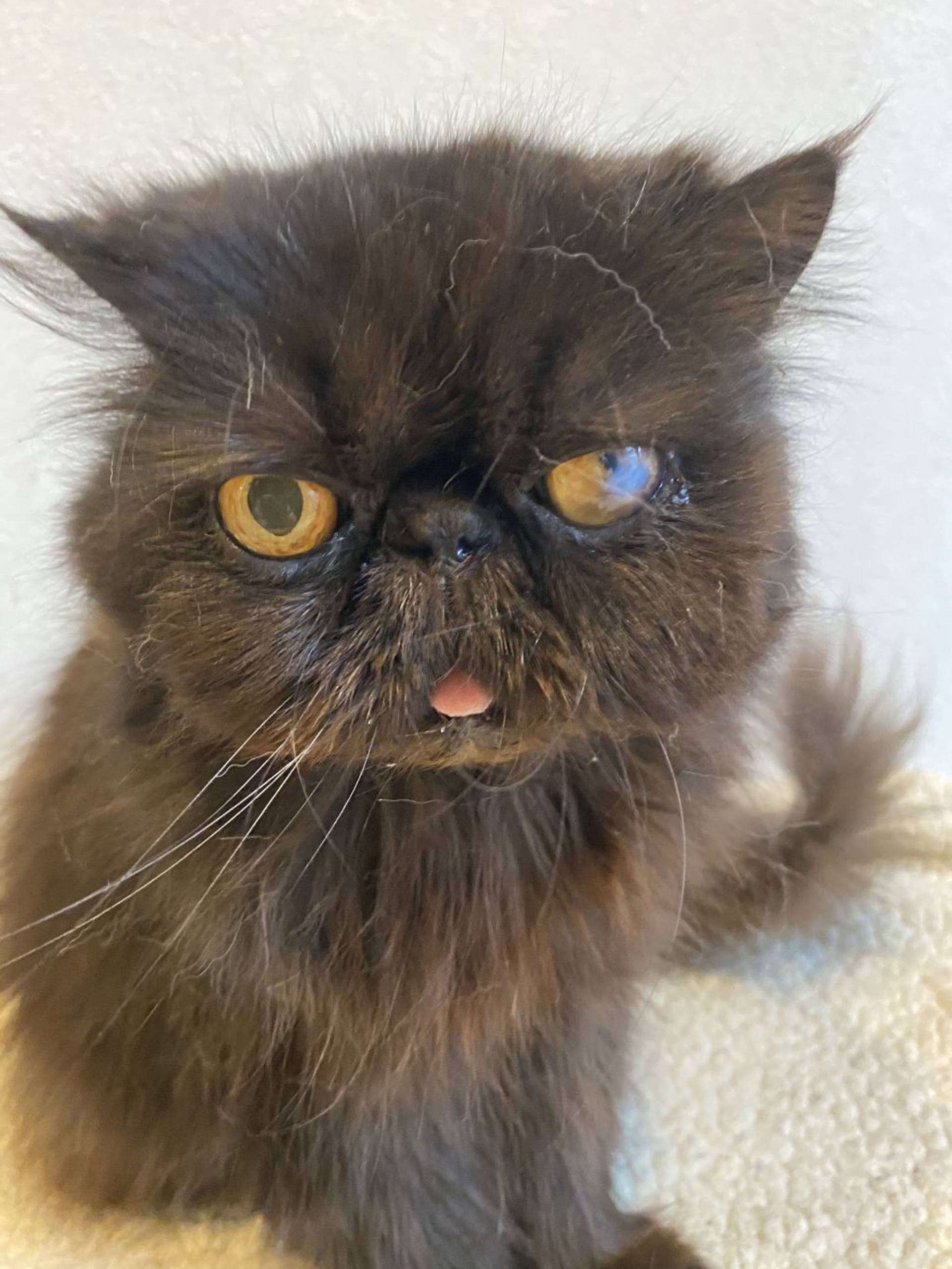 エキゾチックショートヘア・メスの里親募集の写真