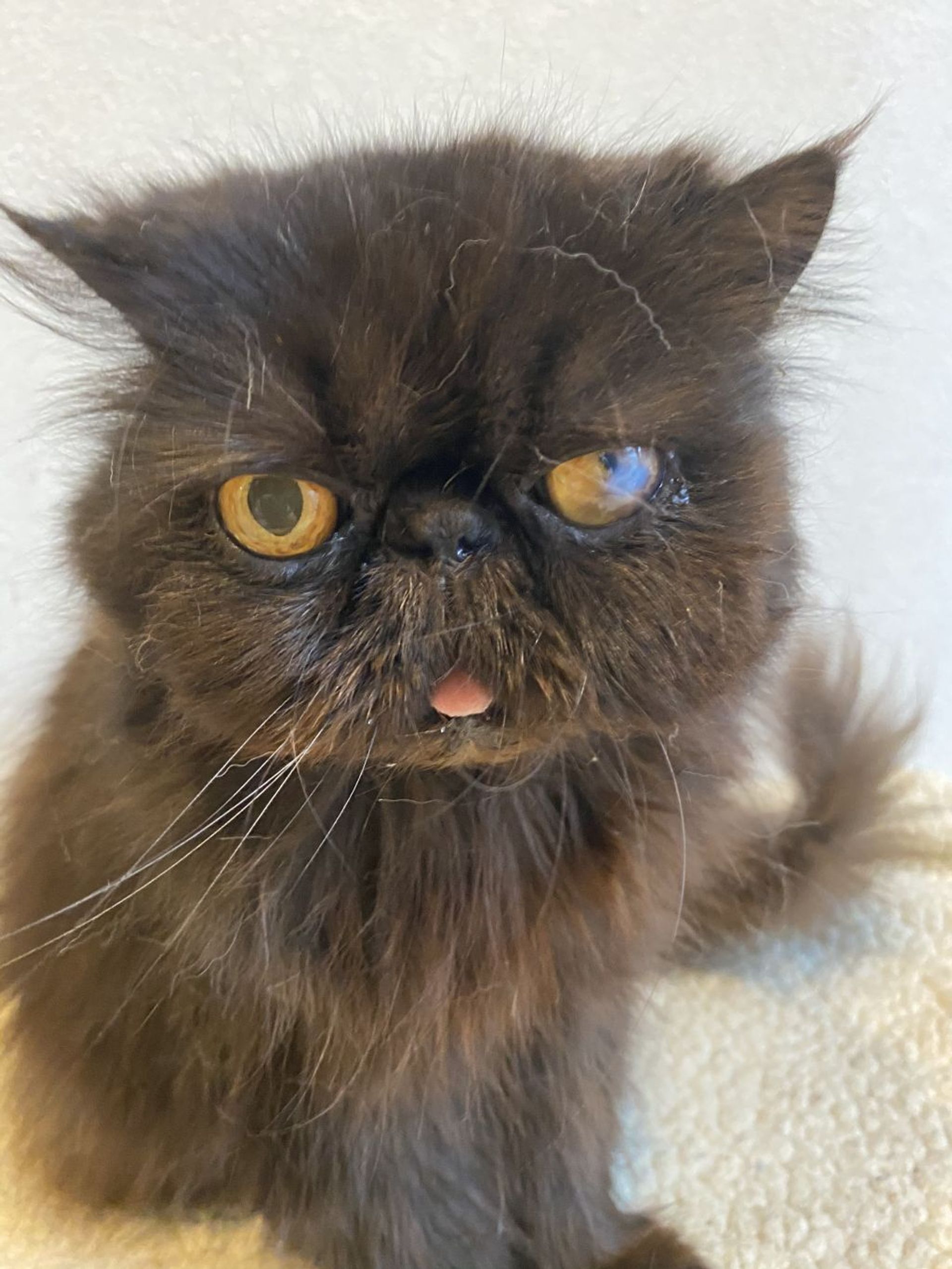 エキゾチックショートヘア・メスの里親募集の写真