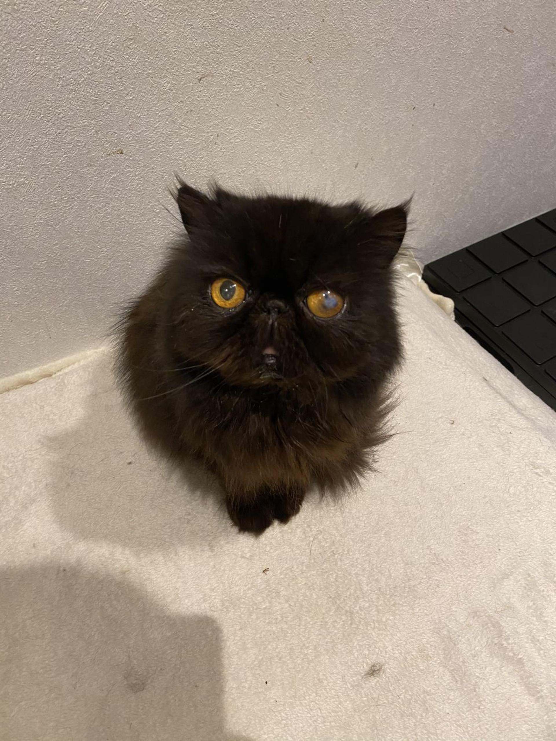 pet-image-3