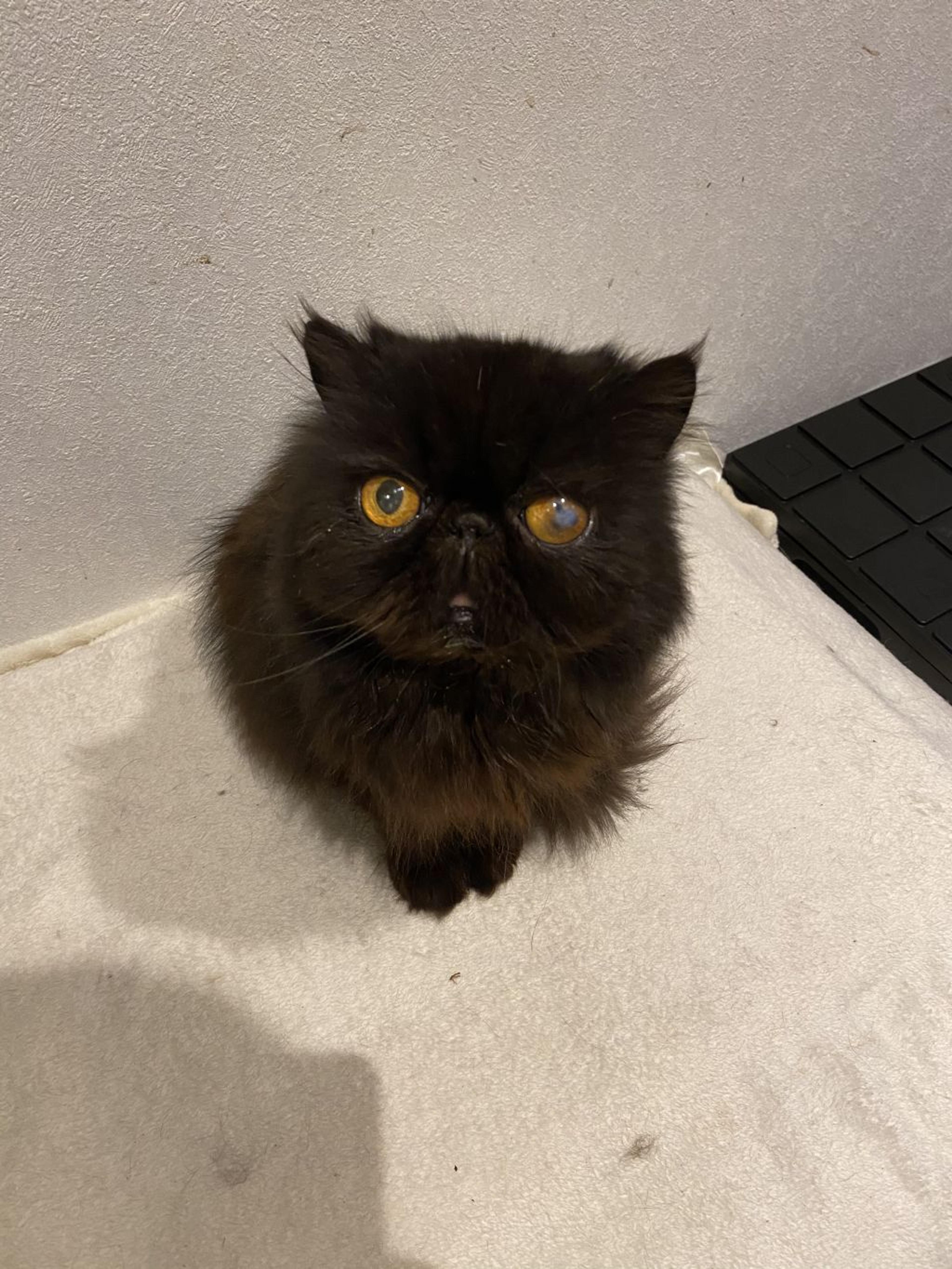 pet-image-3