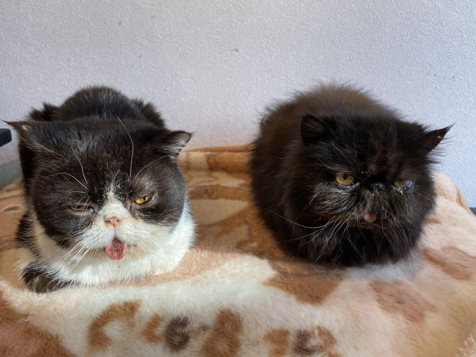 pet-image-9