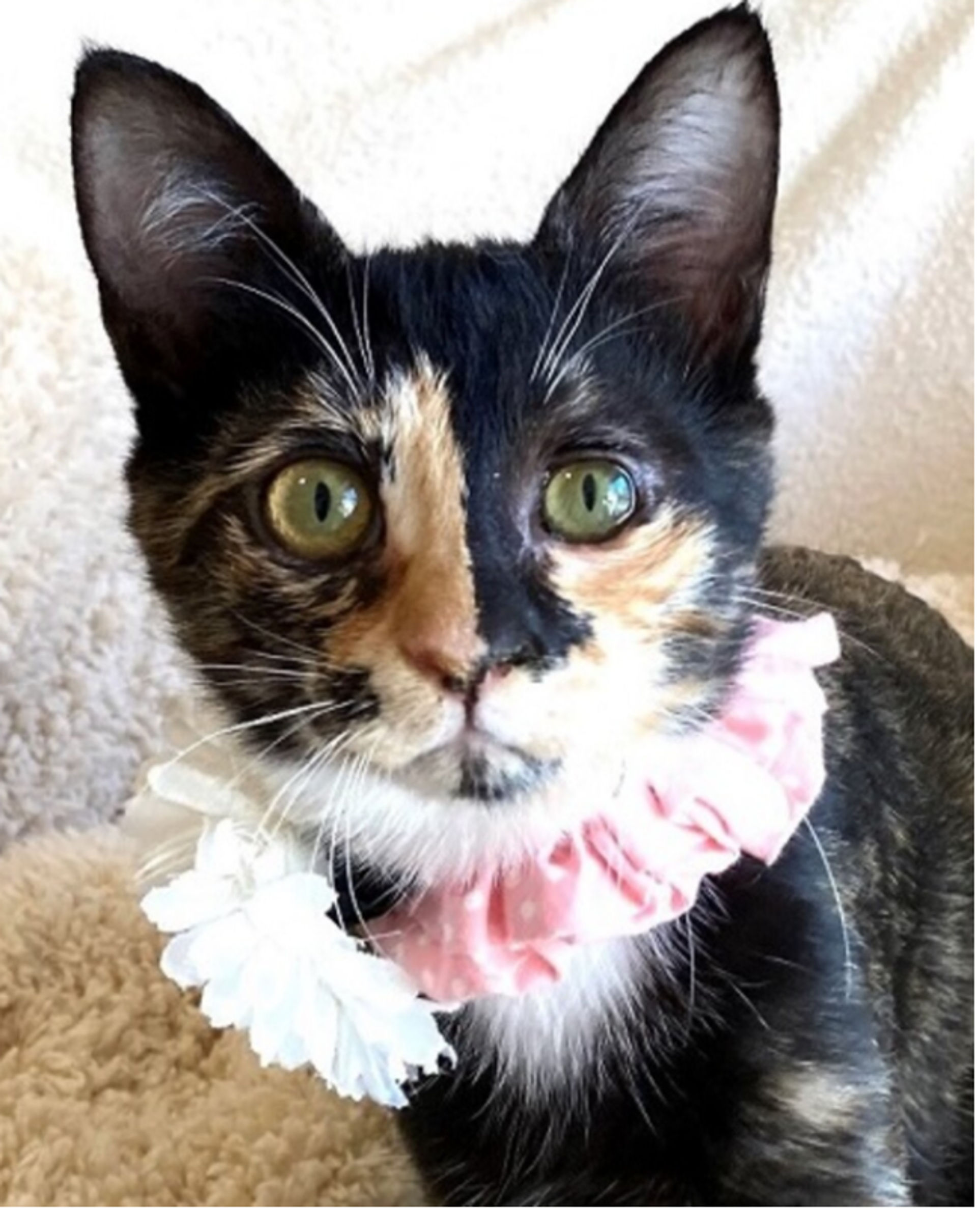 雑種（ミックス猫）・メスの里親募集の写真
