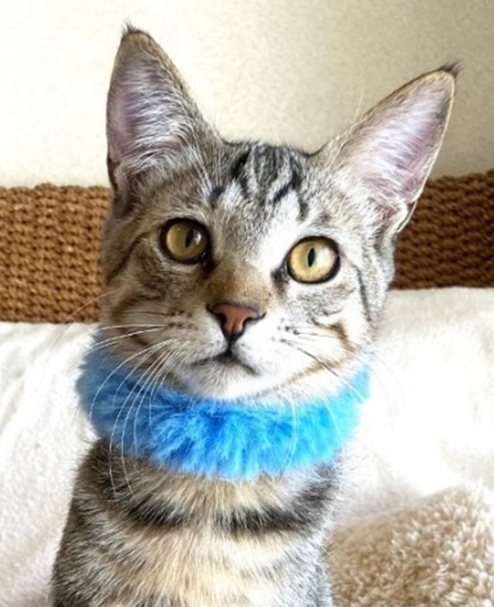 雑種（ミックス猫）・オスの里親募集の写真