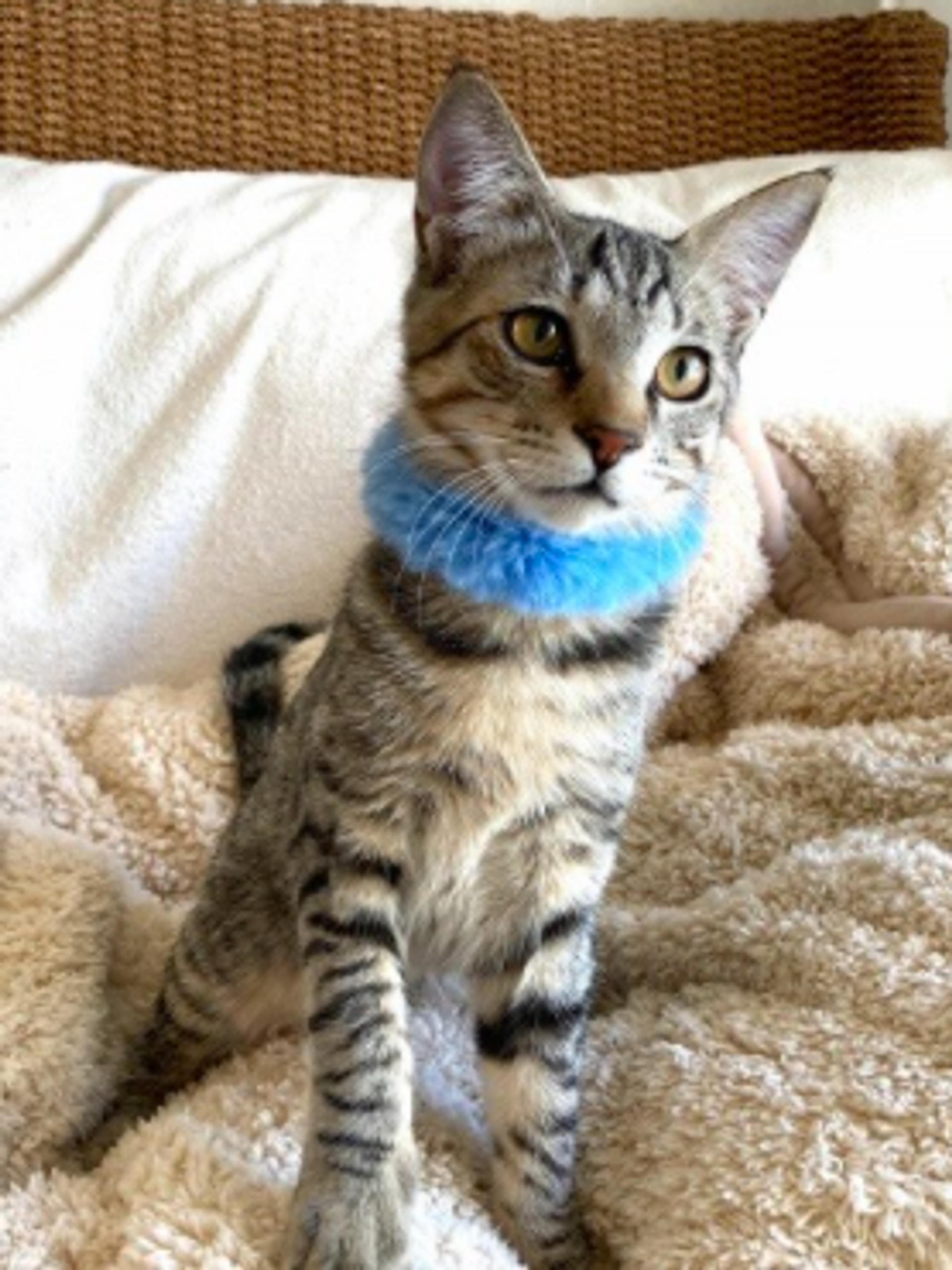 pet-image-4
