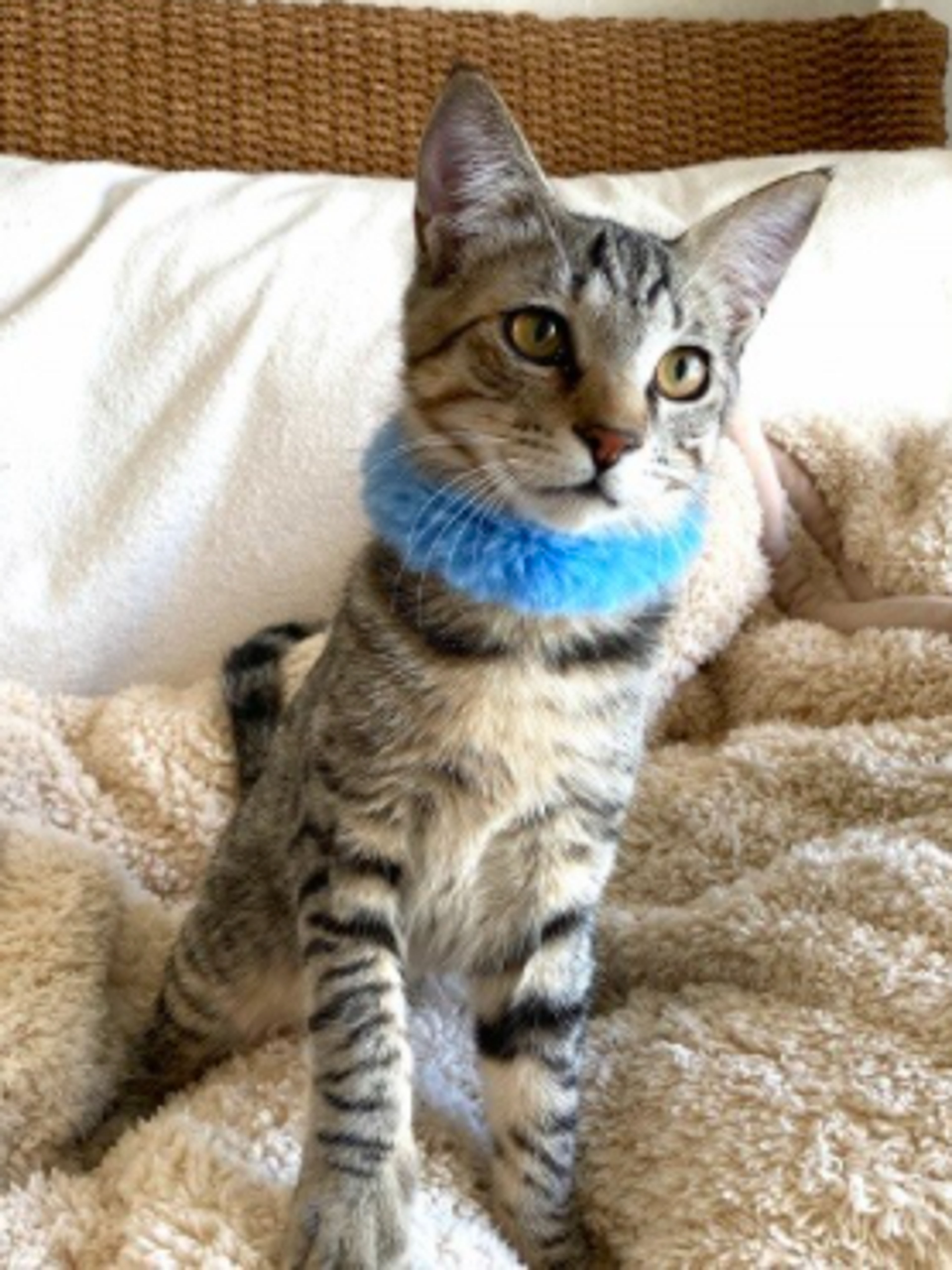 pet-image-4