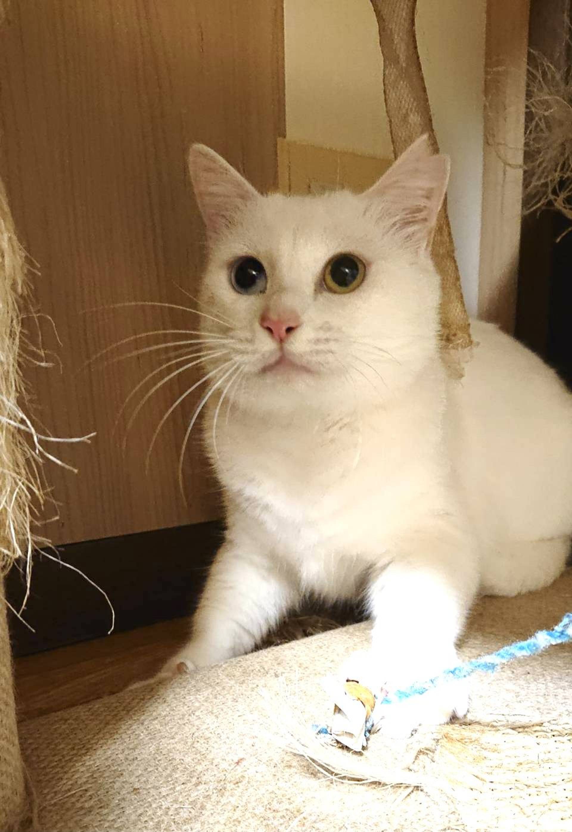 雑種（ミックス猫）・メスの里親募集の写真