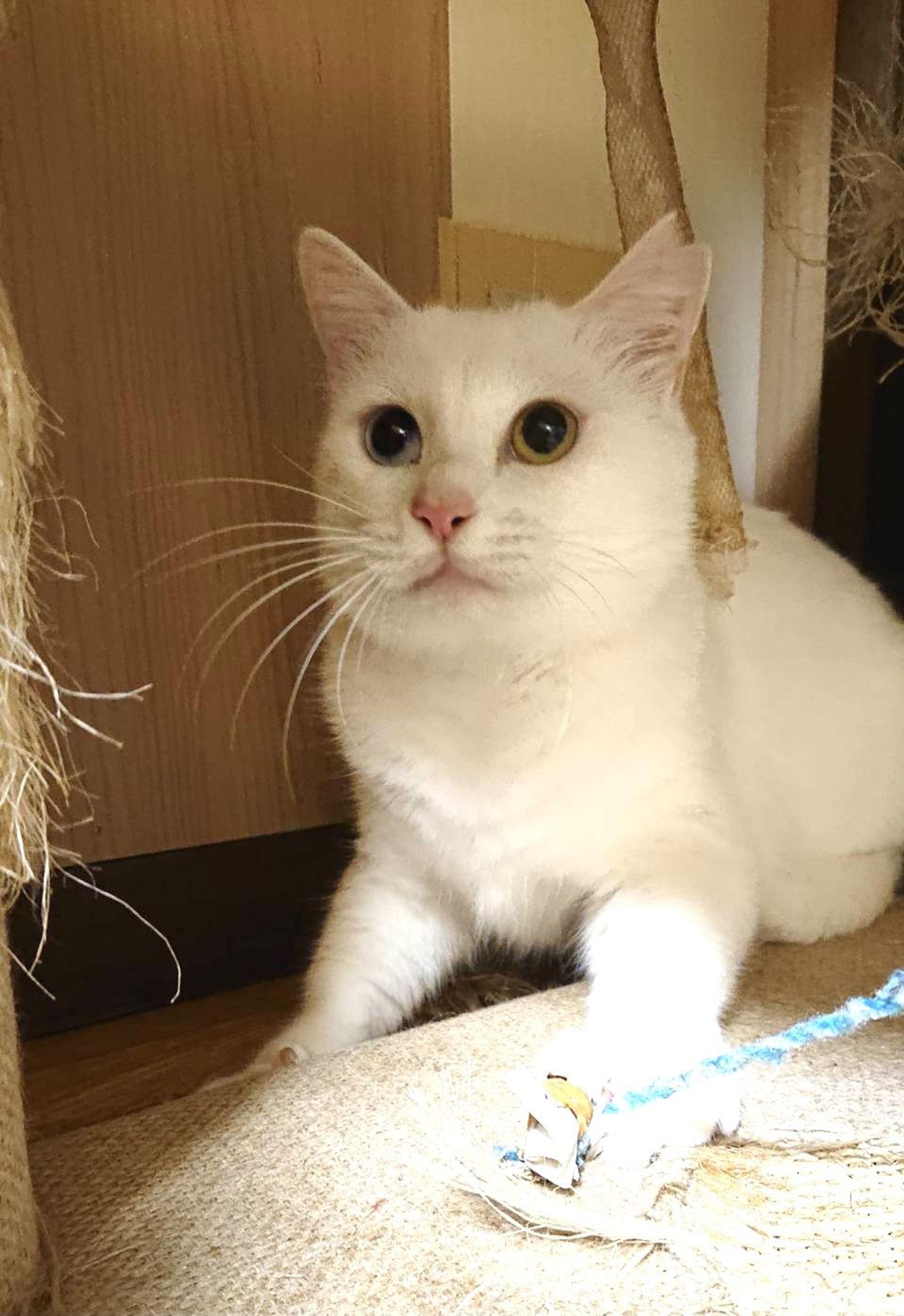 雑種（ミックス猫）・メスの里親募集の写真
