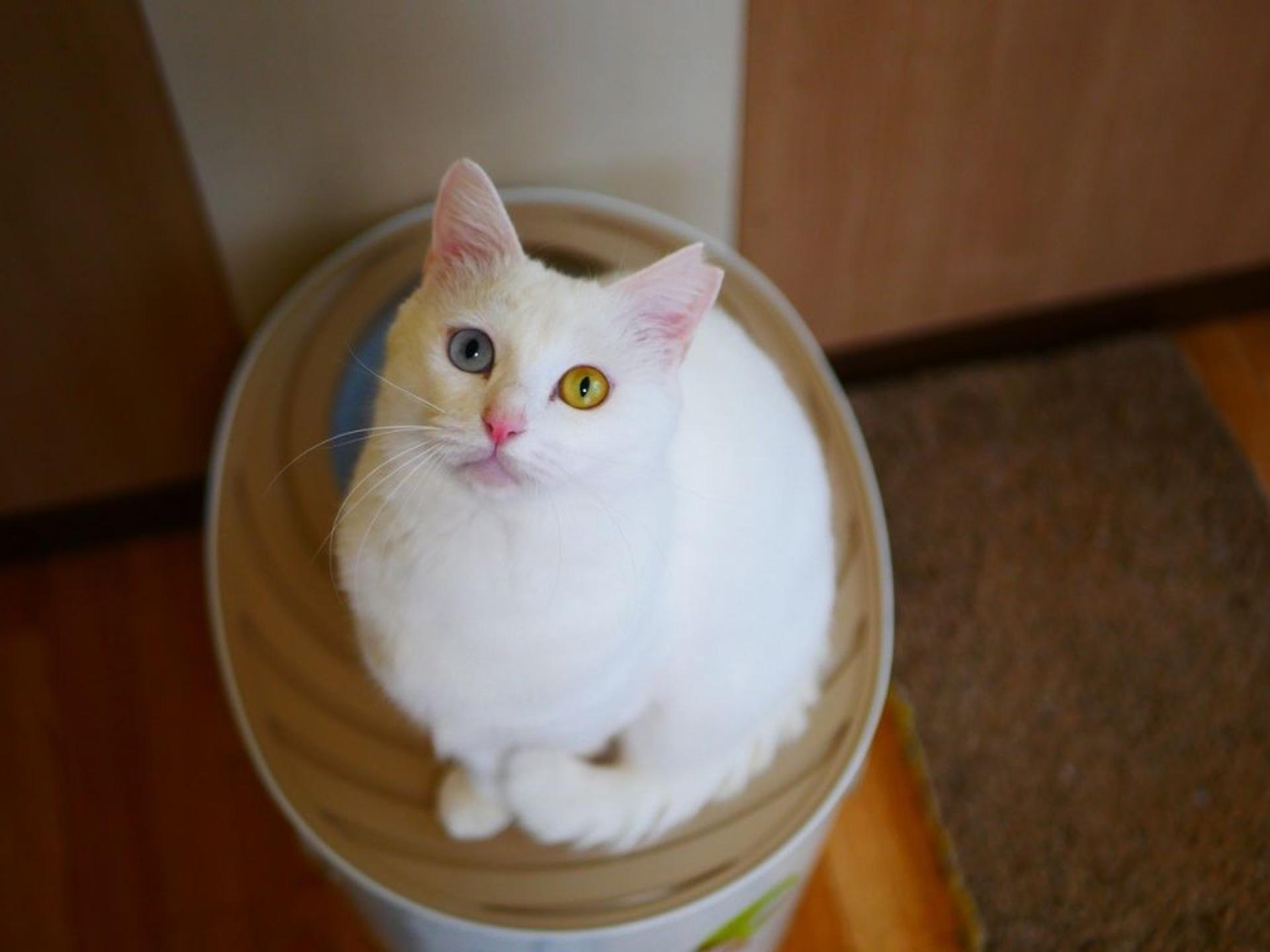 pet-image-8