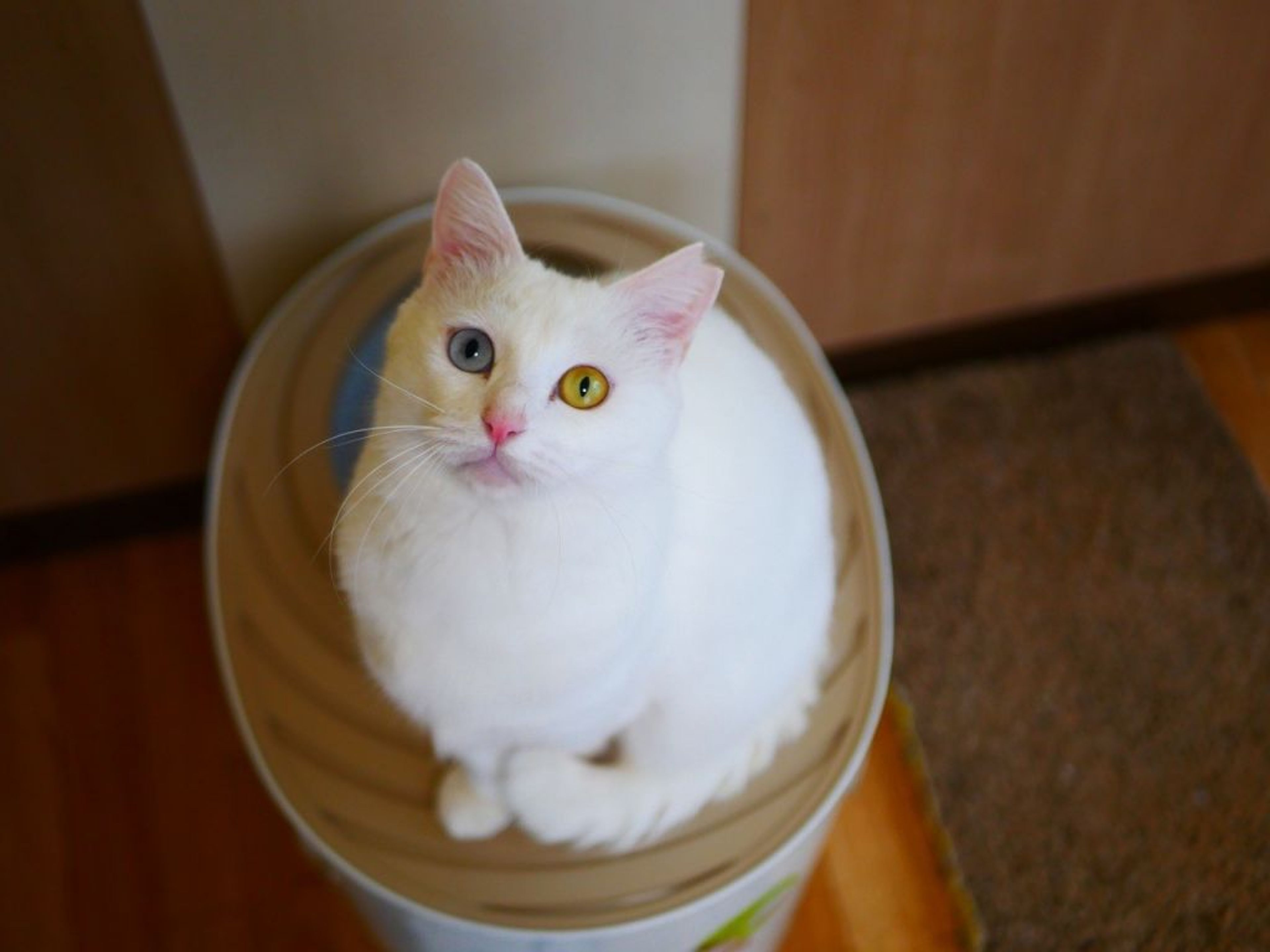 pet-image-8