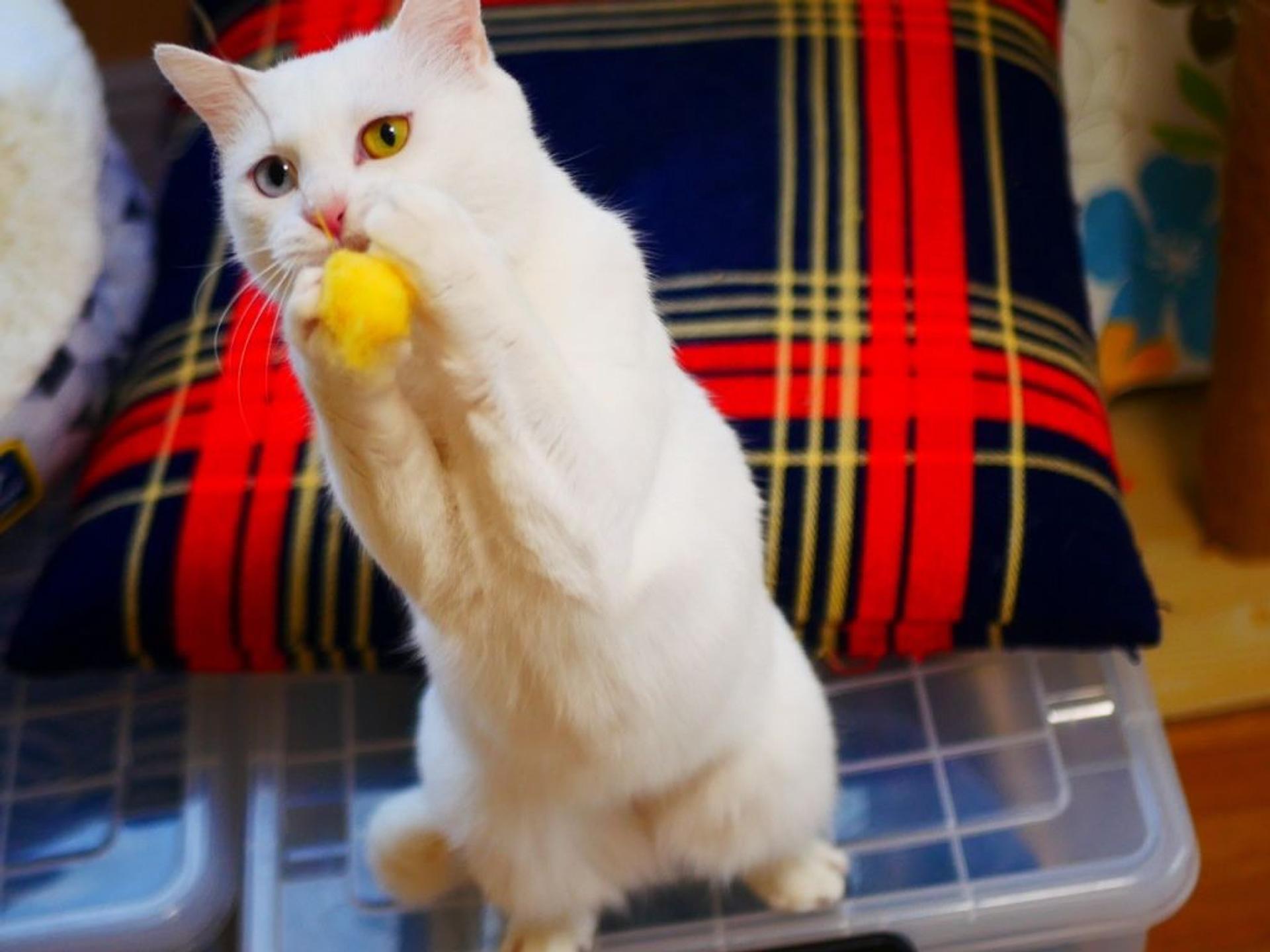 pet-image-9