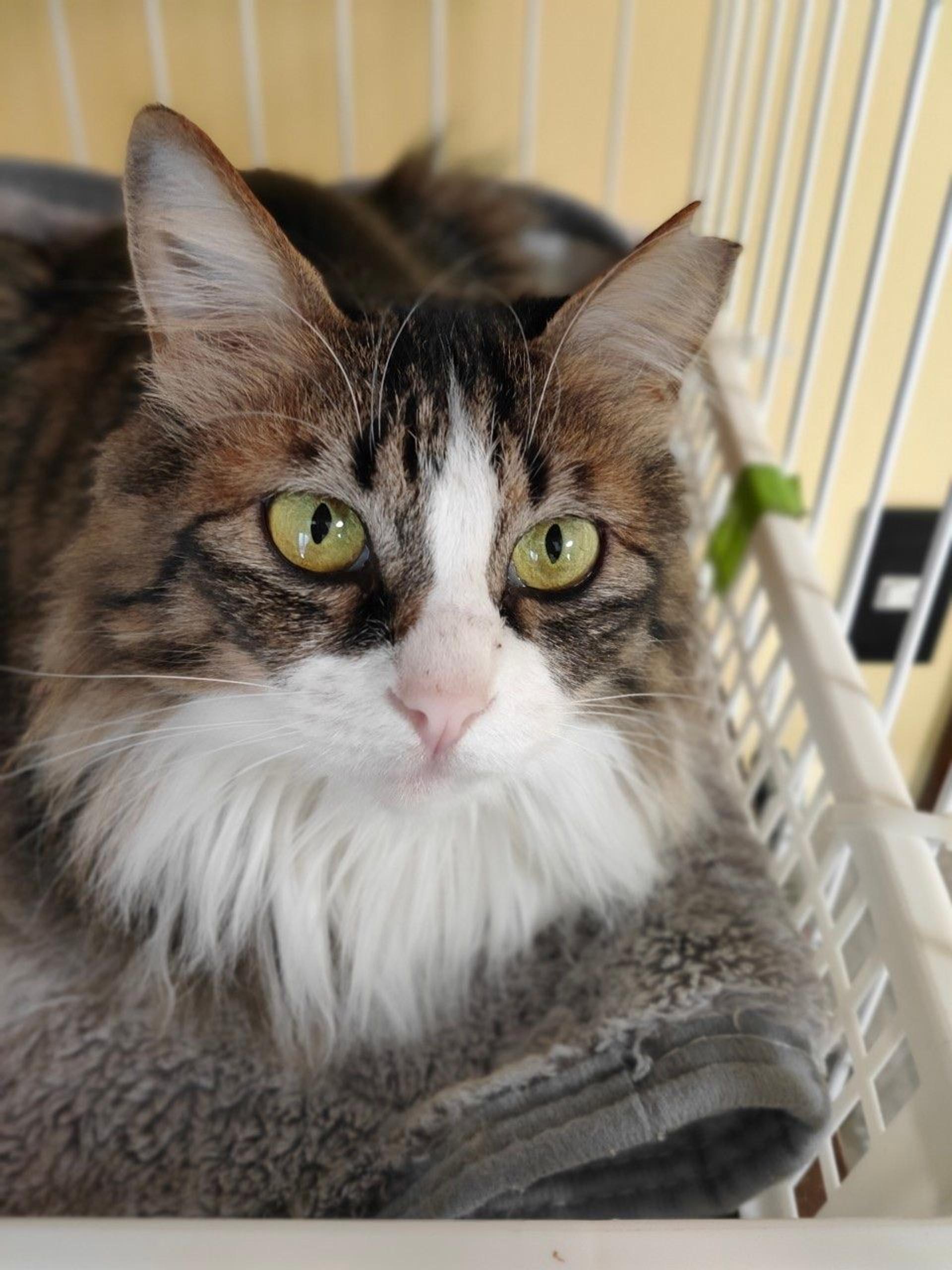 pet-image-9
