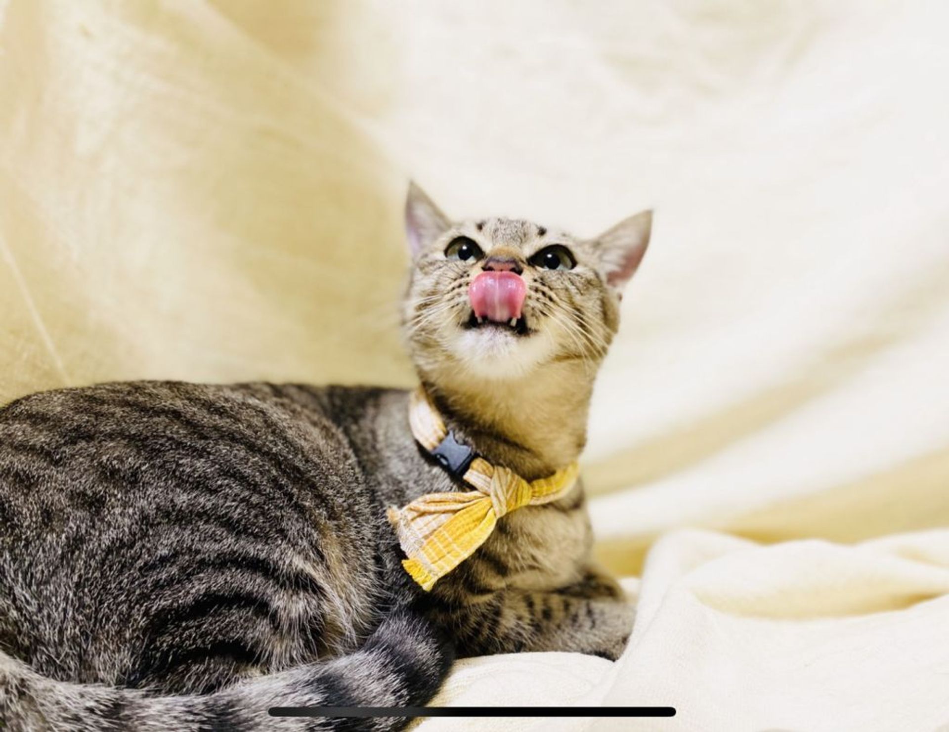 雑種（ミックス猫）・メスの里親募集の写真