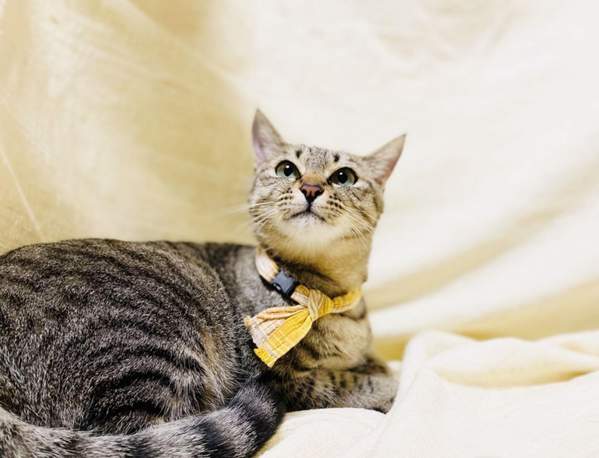 pet-image-4