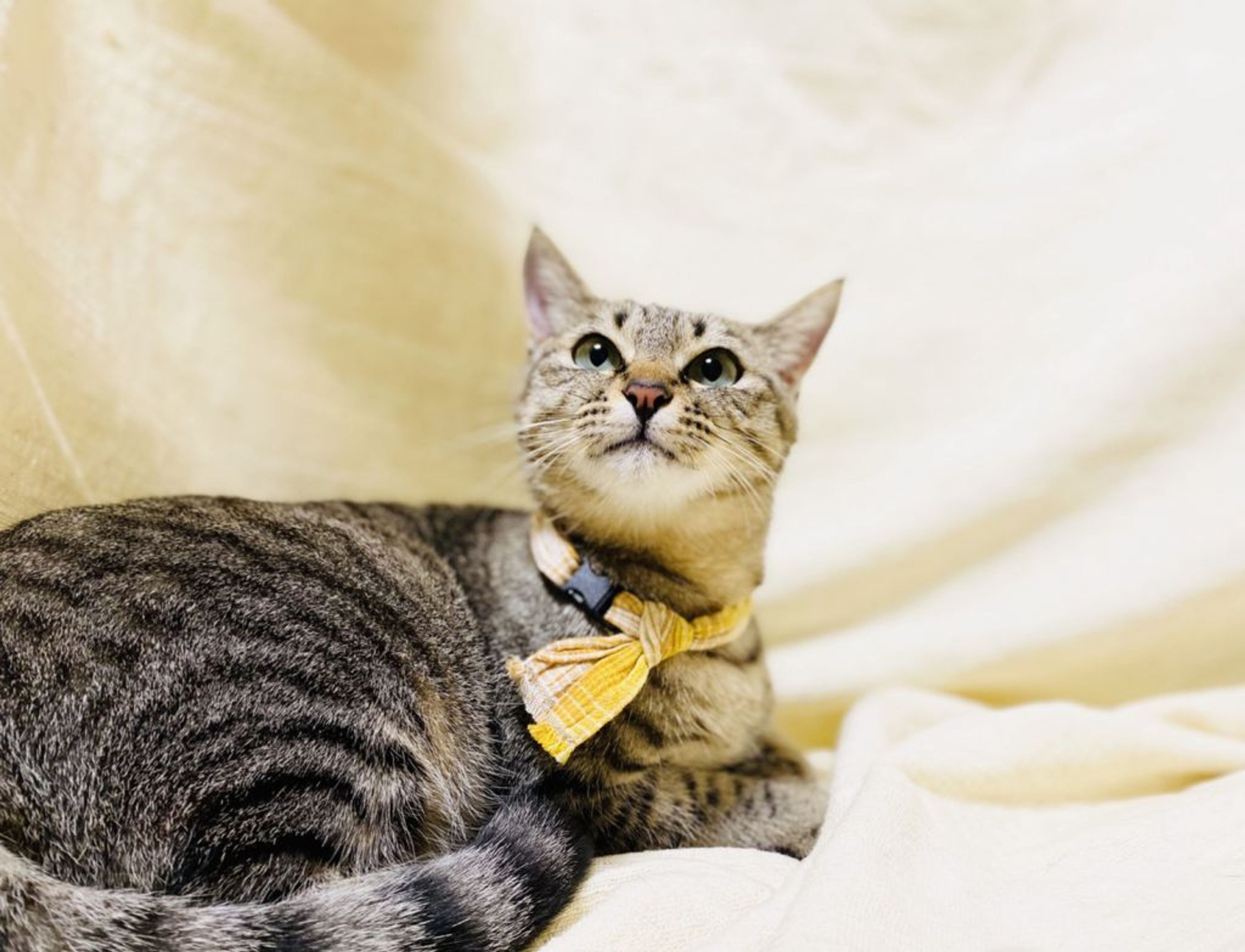 pet-image-4