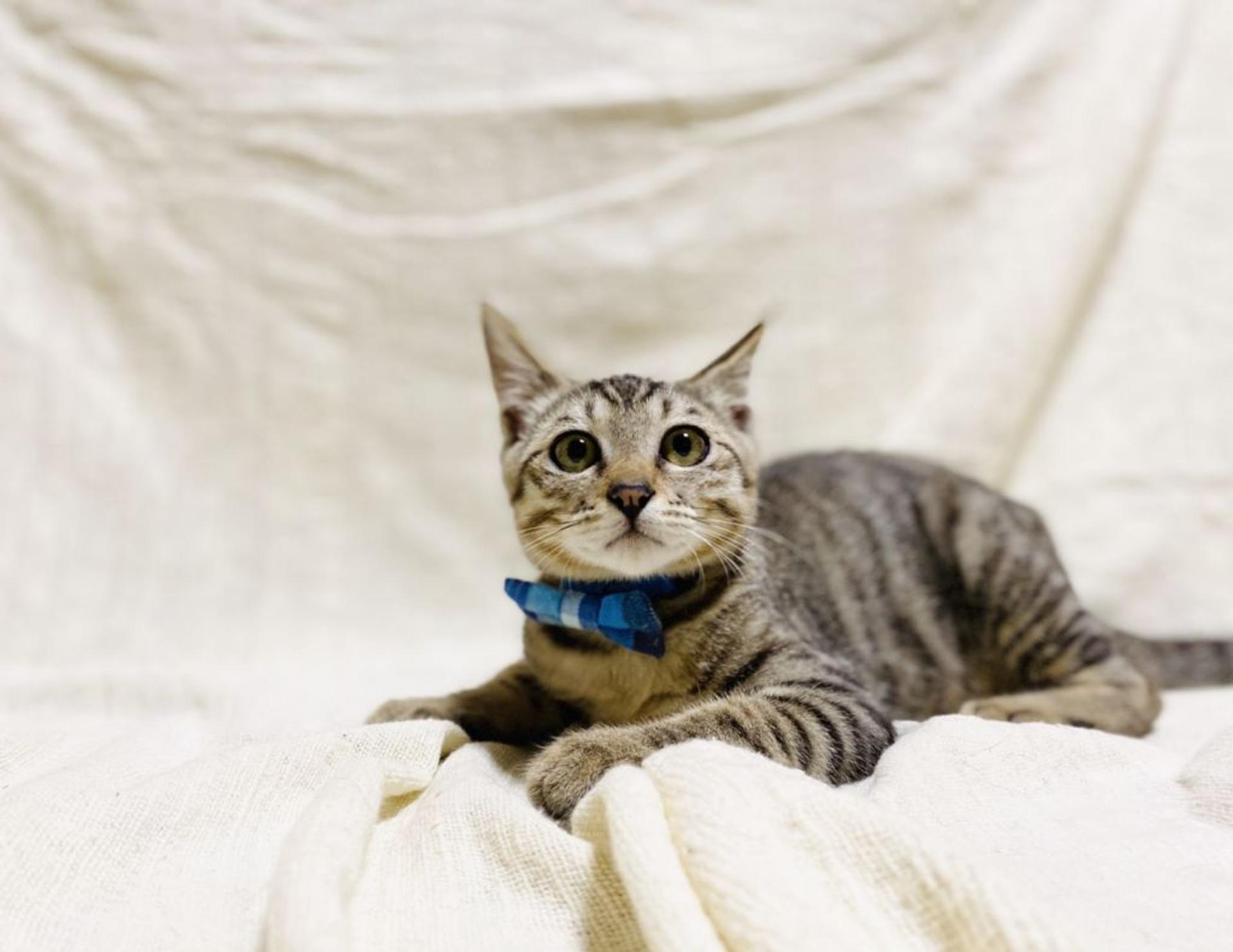 pet-image-3