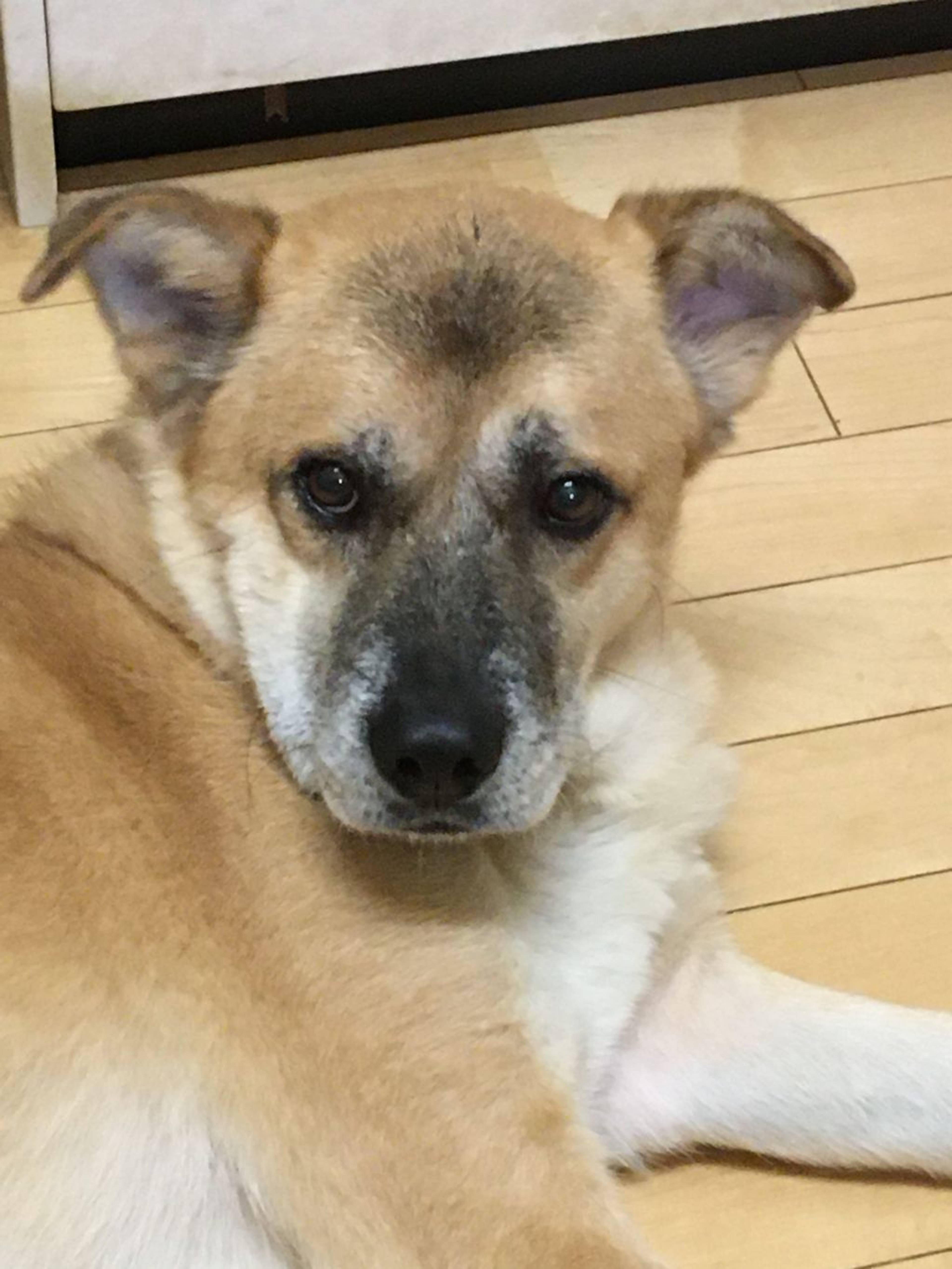 雑種（ミックス犬）・オスの里親募集の写真