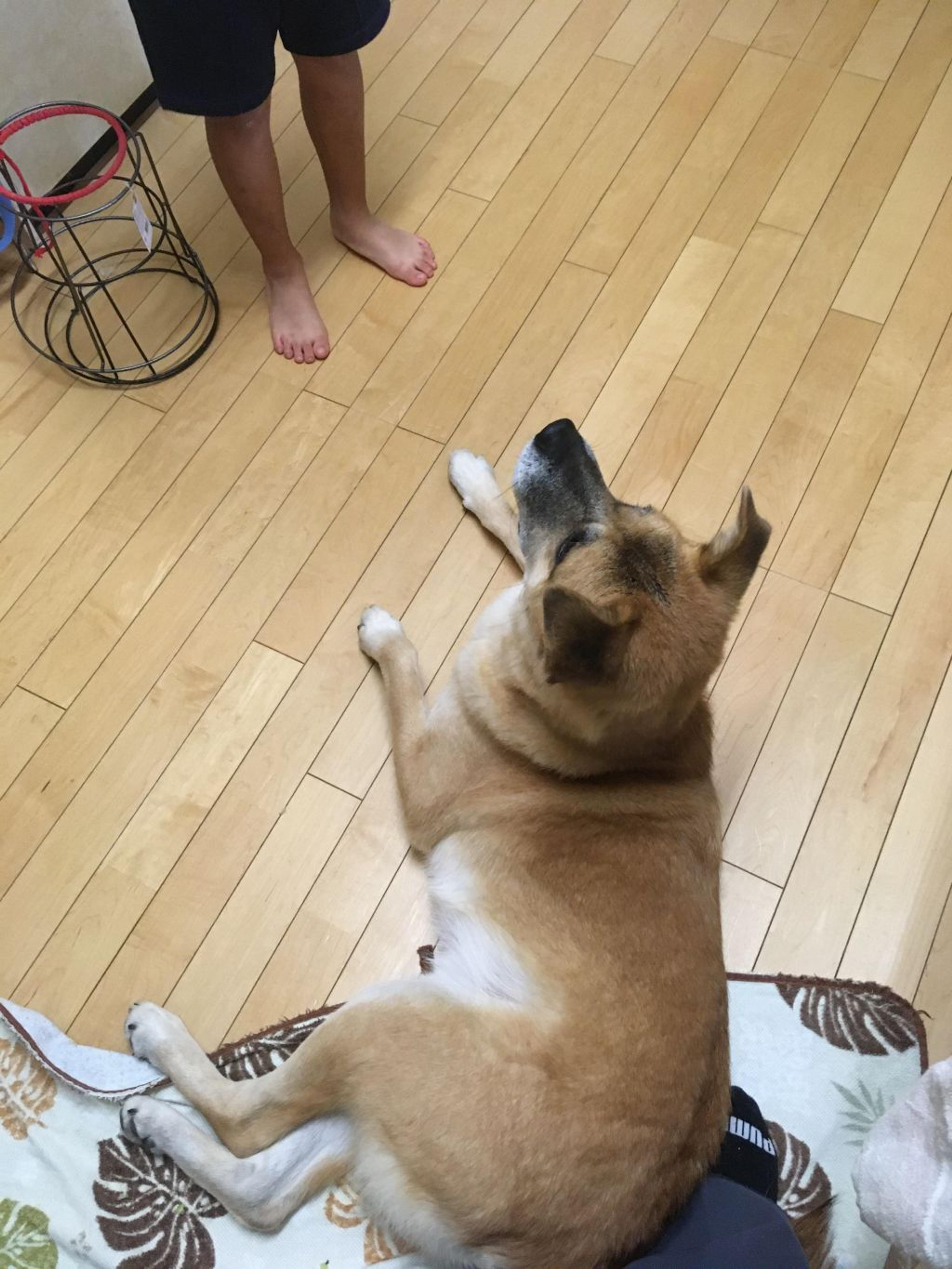 pet-image-2