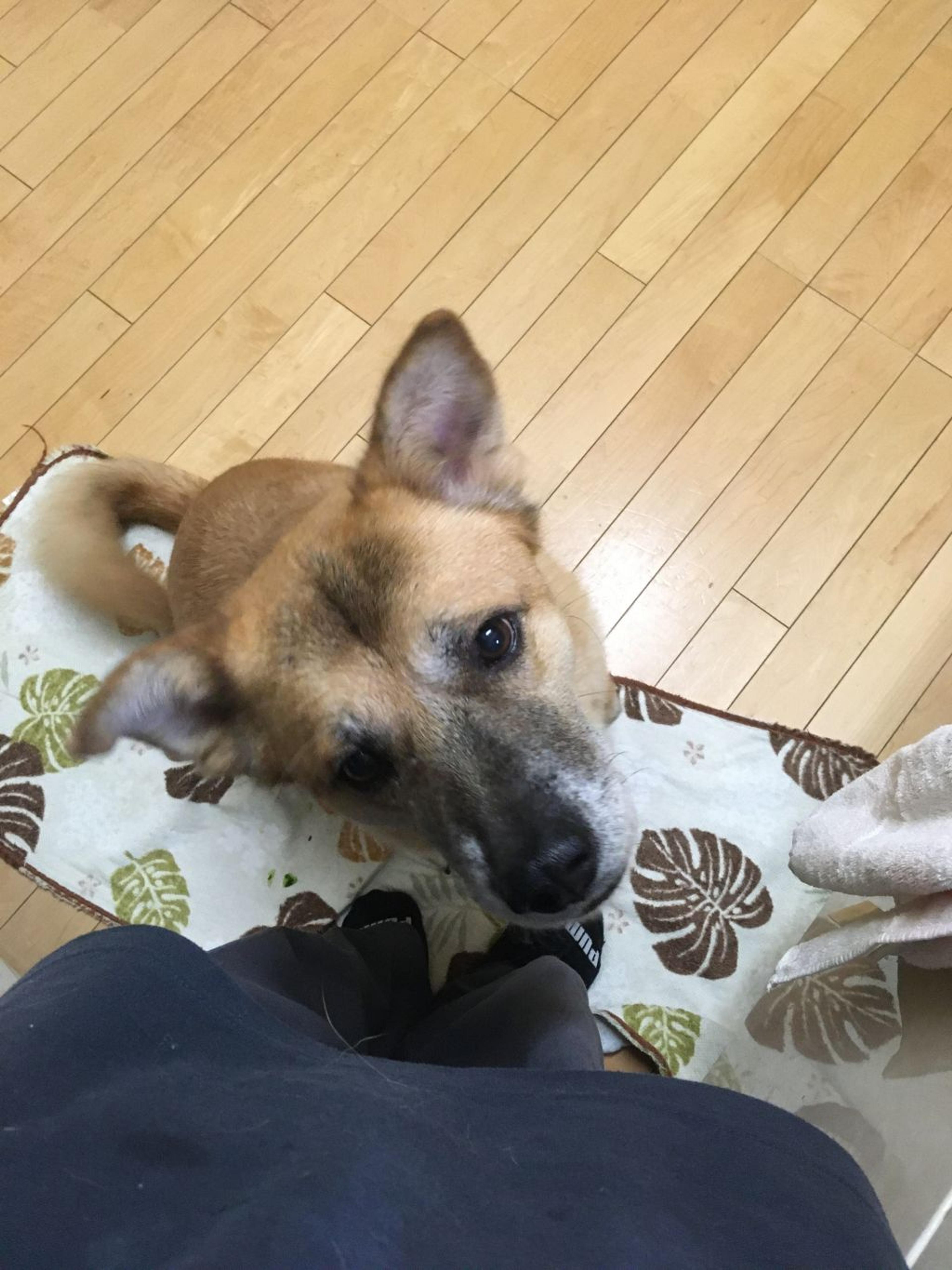 pet-image-3