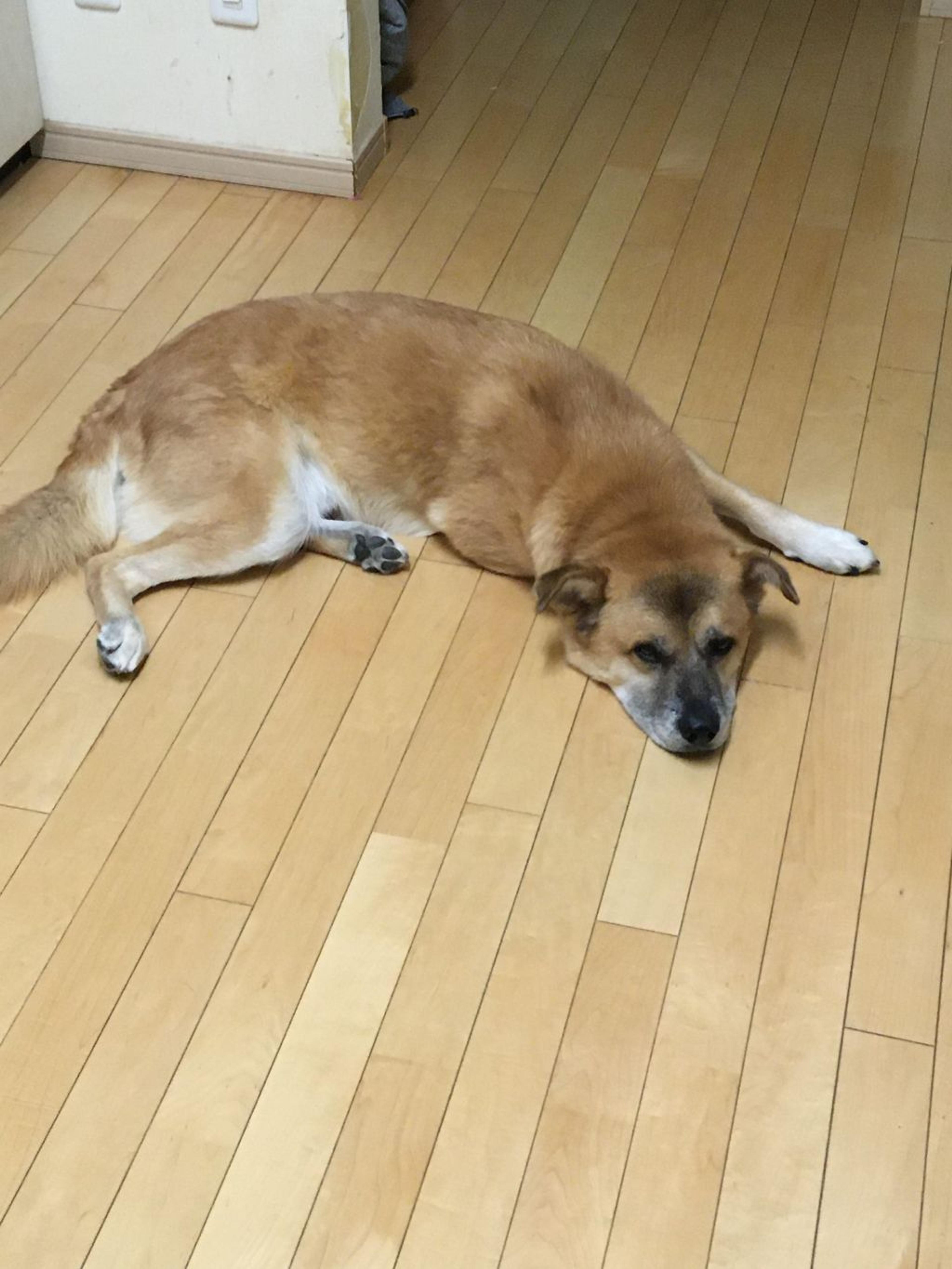 pet-image-4