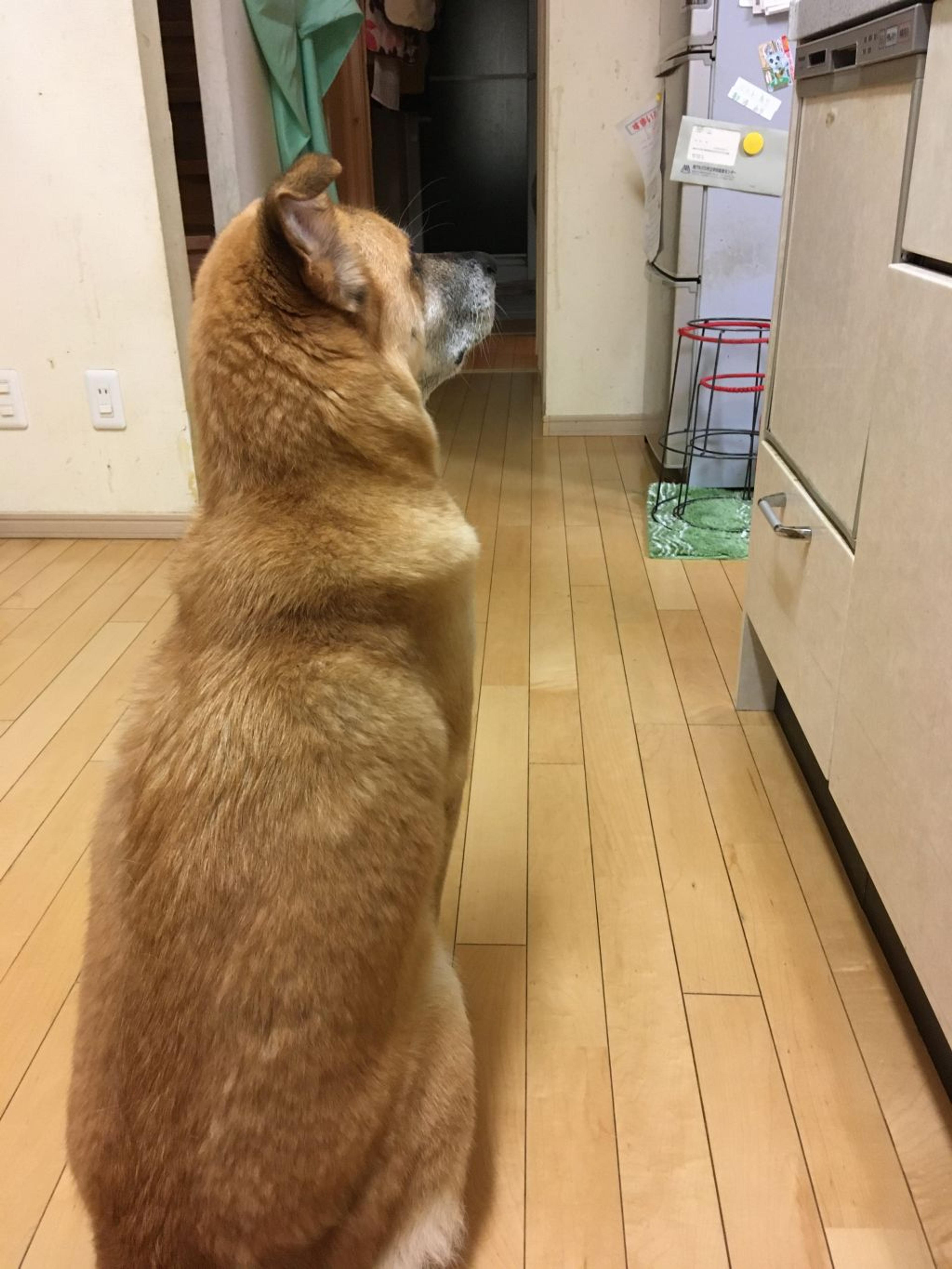 pet-image-6