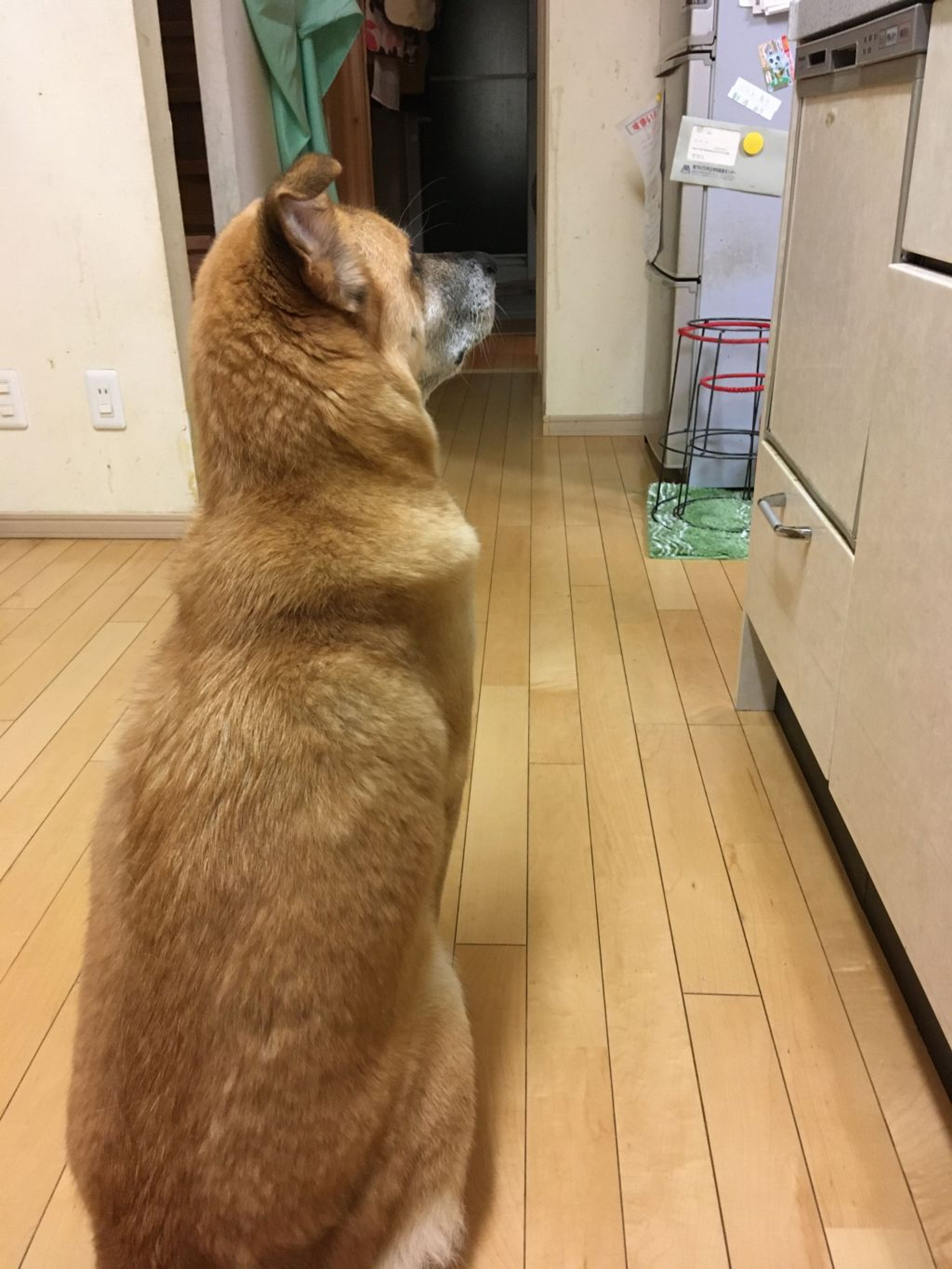 pet-image-6