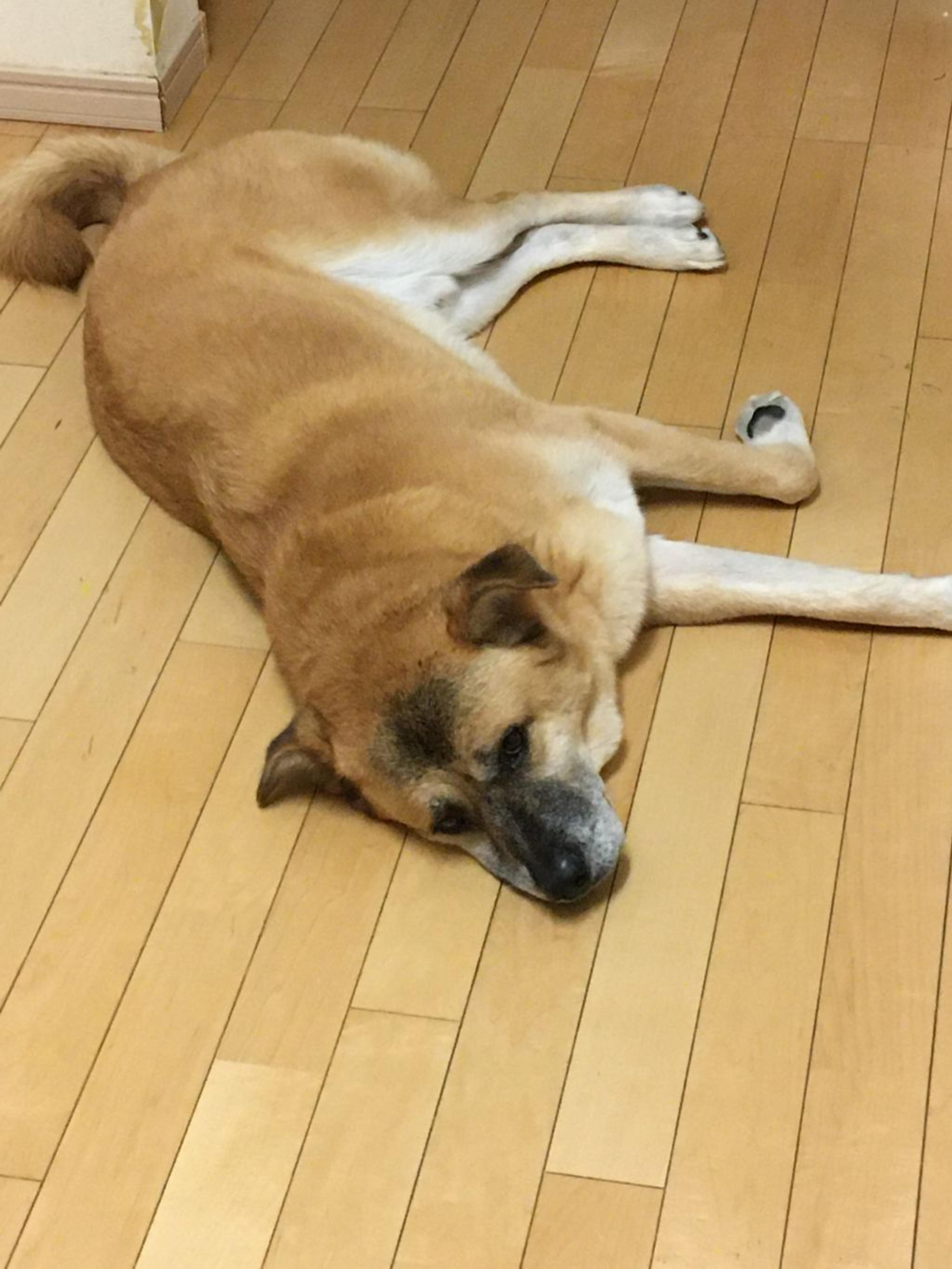 pet-image-8