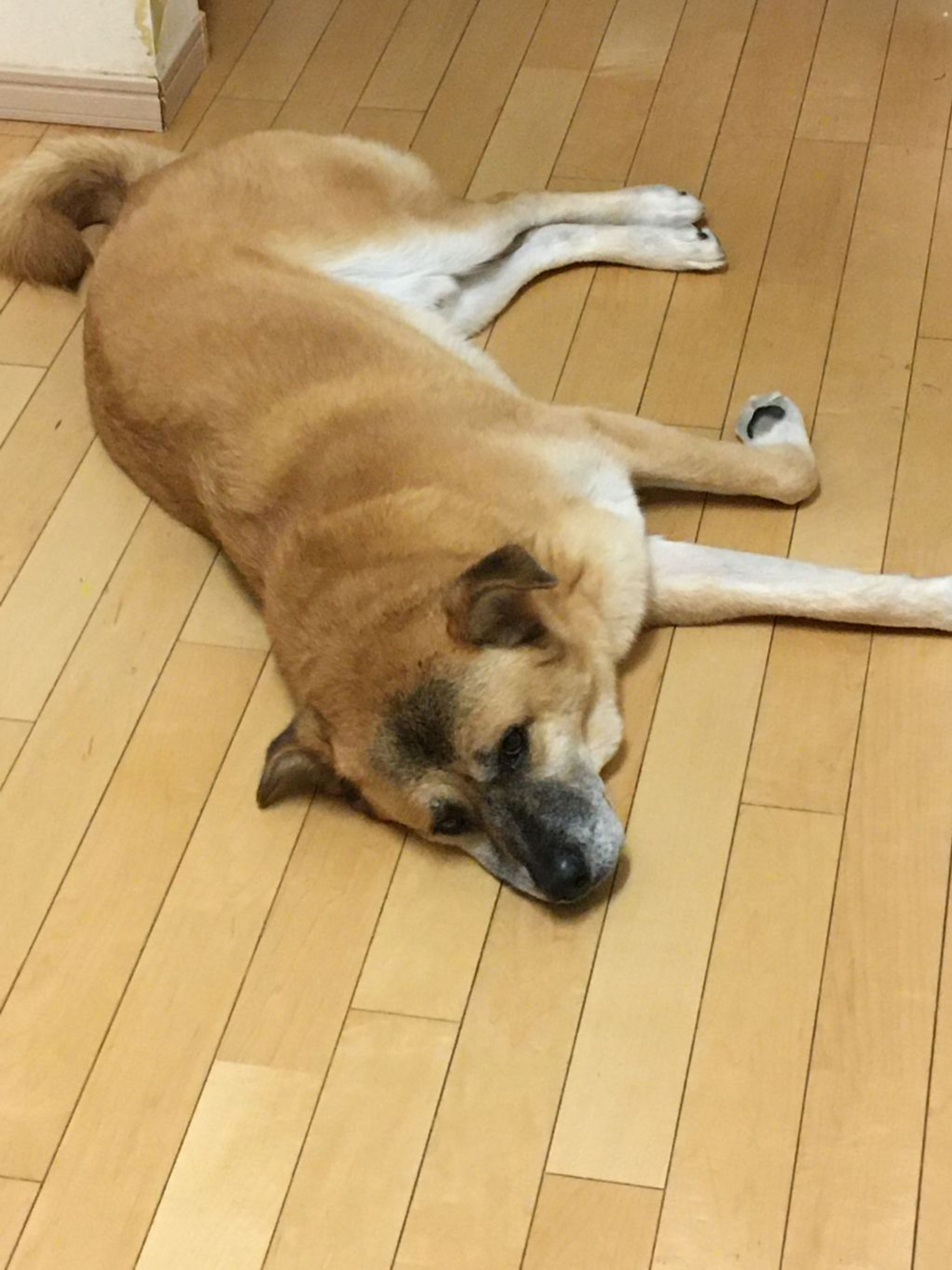 pet-image-8