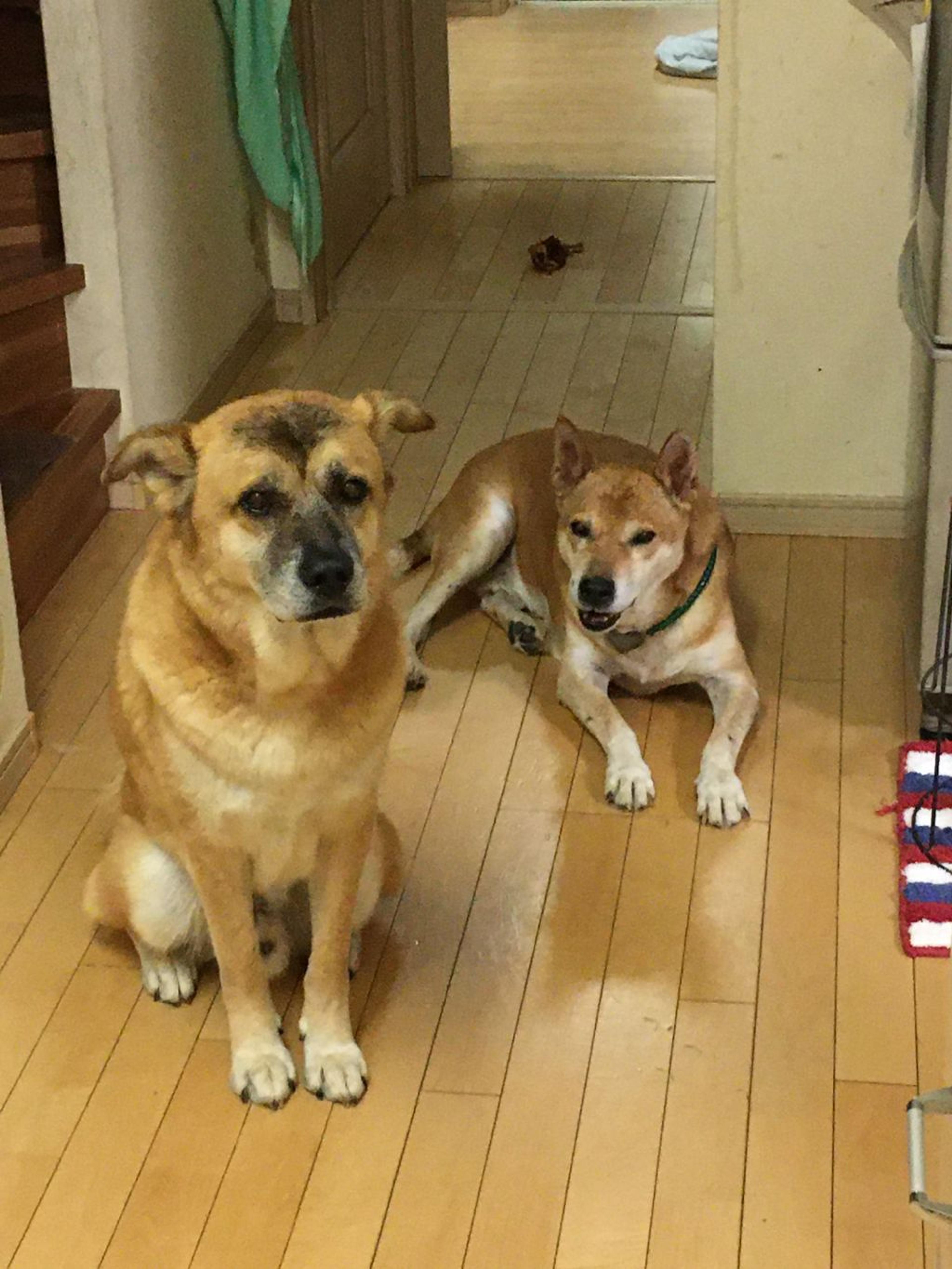 pet-image-9