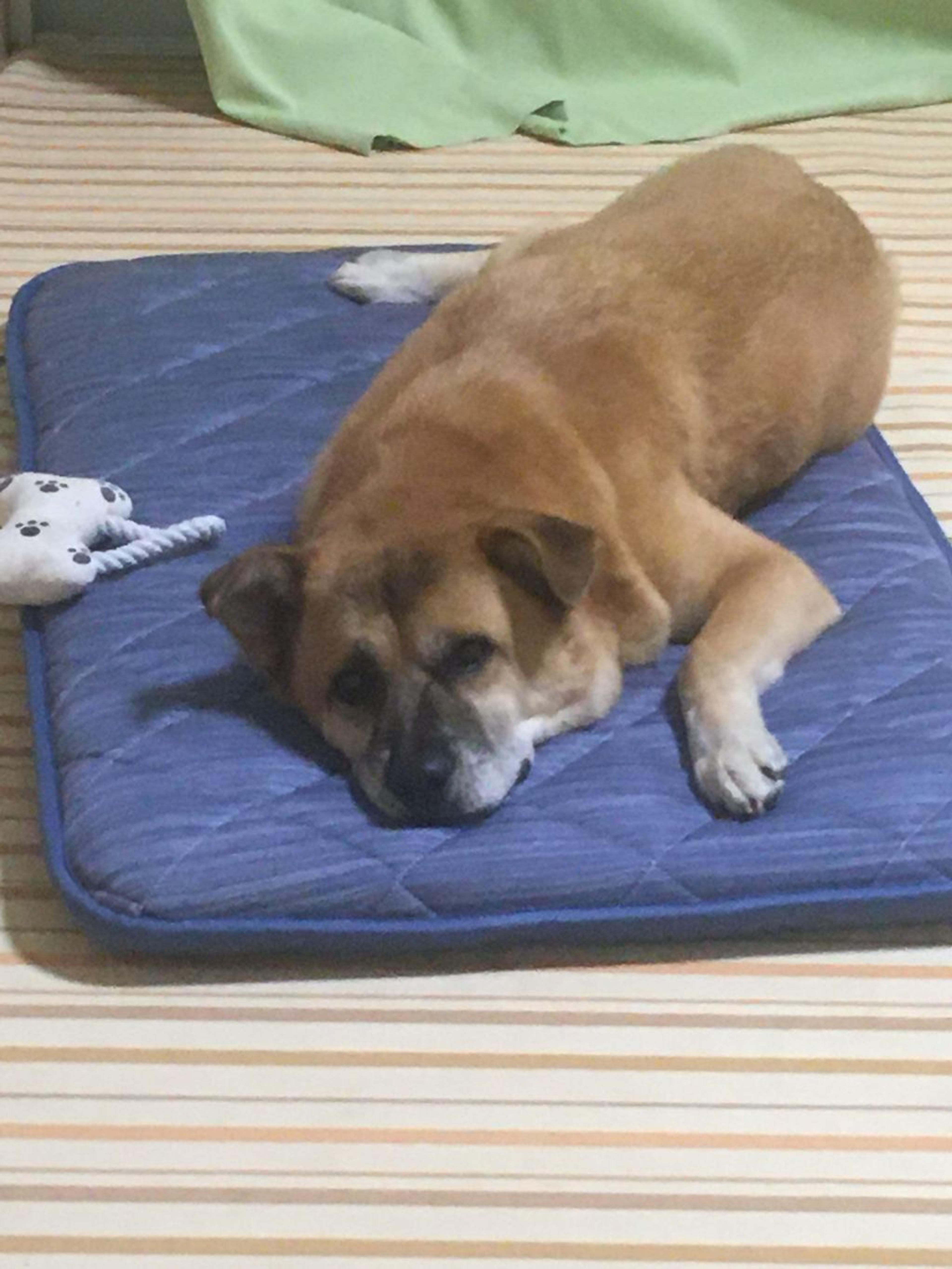 pet-image-10