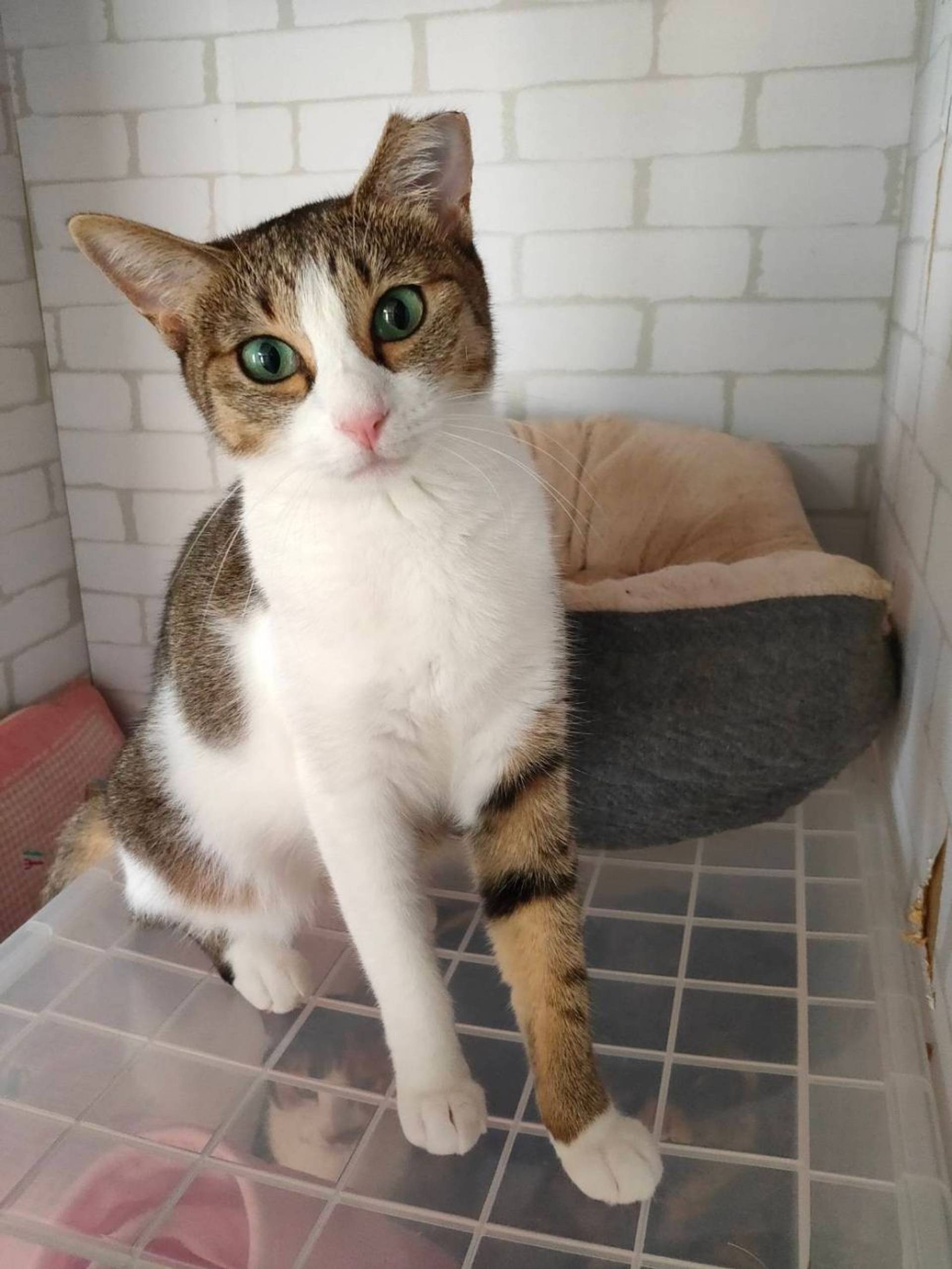 雑種（ミックス猫）・メスの里親募集の写真